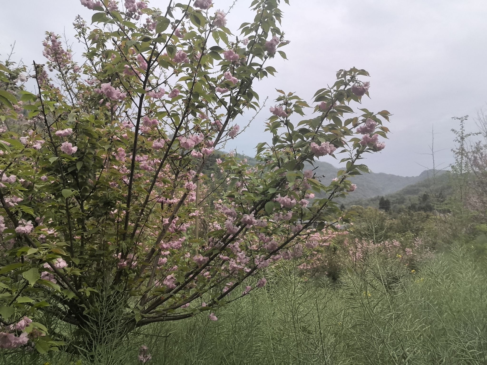 三郎樱缘谷旅行图片