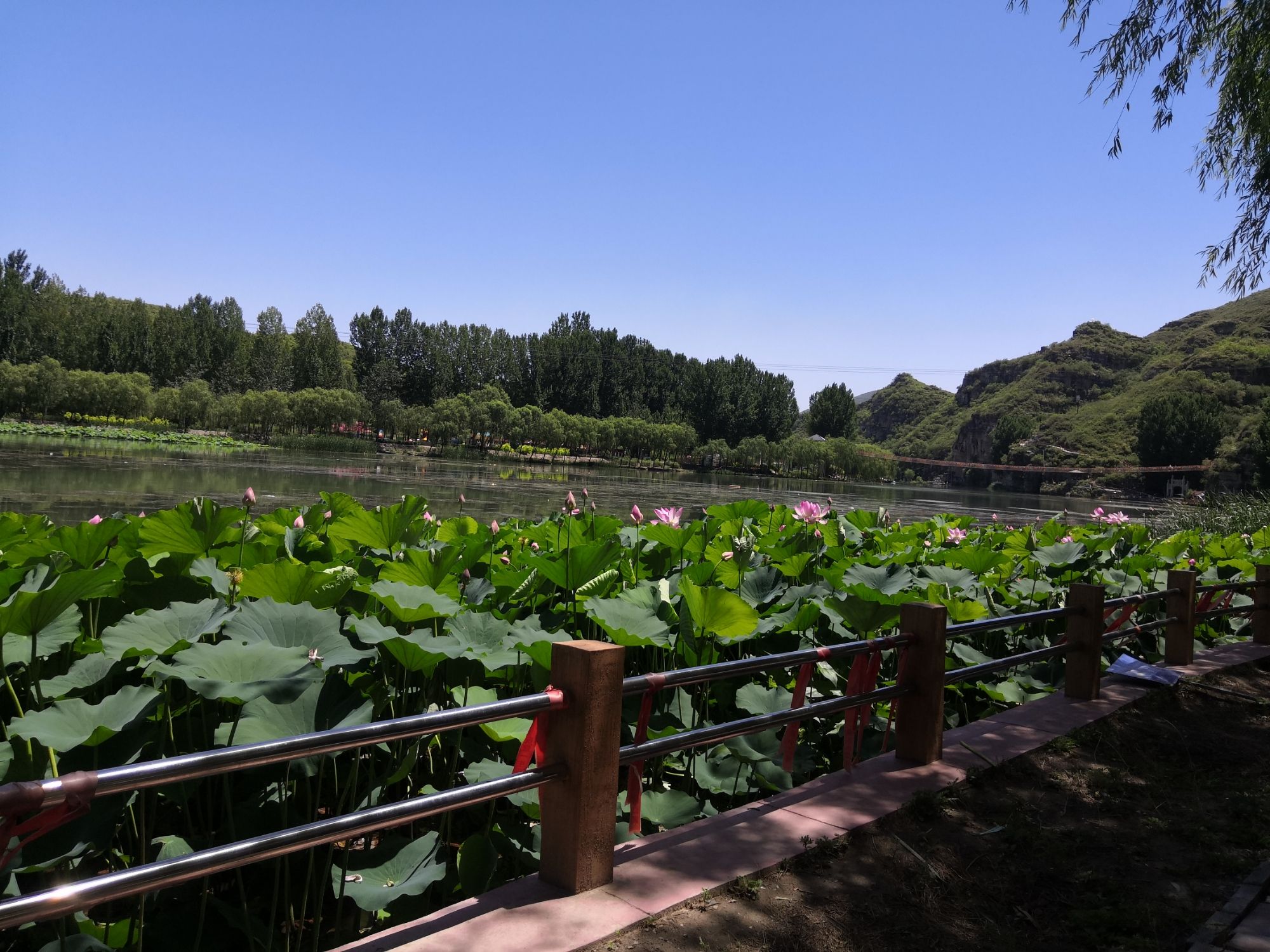杏塘沟旅行图片