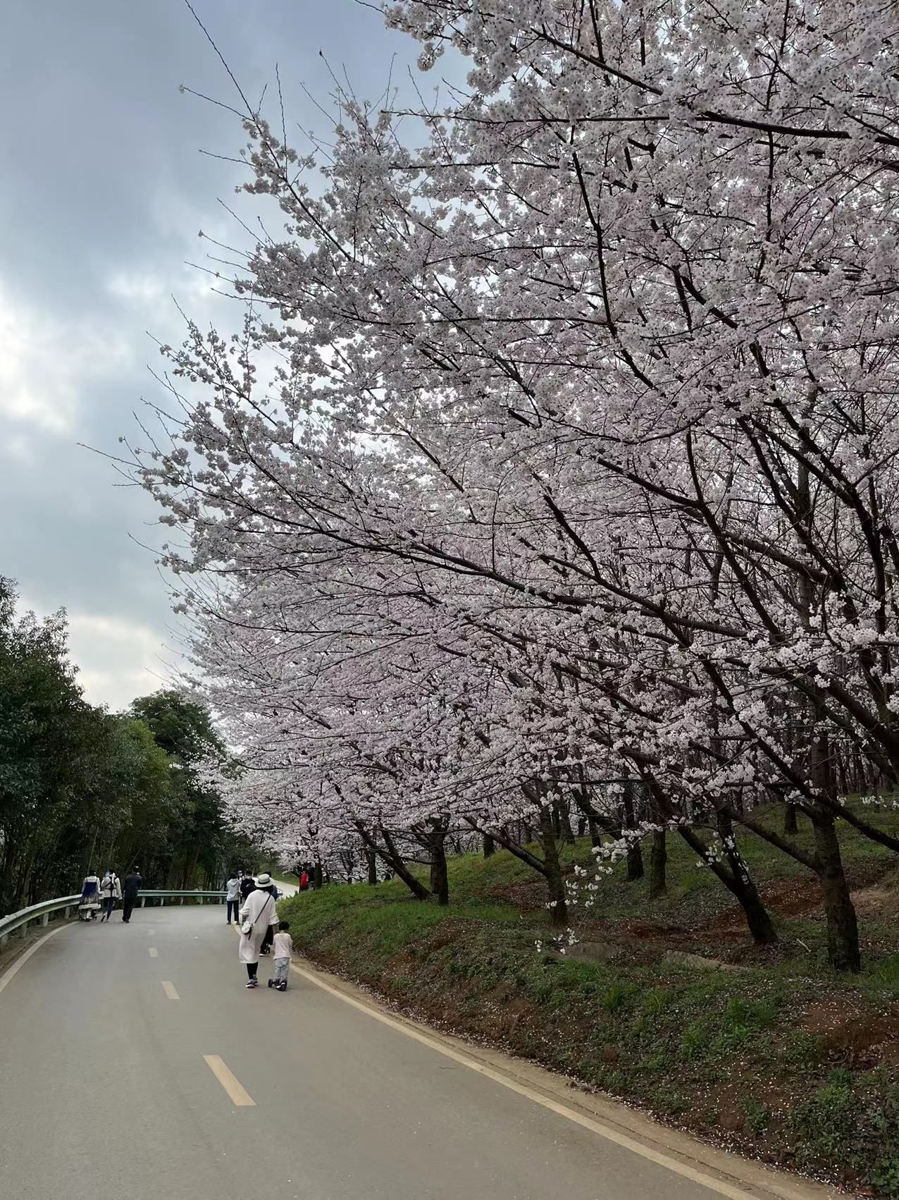樱花观景台