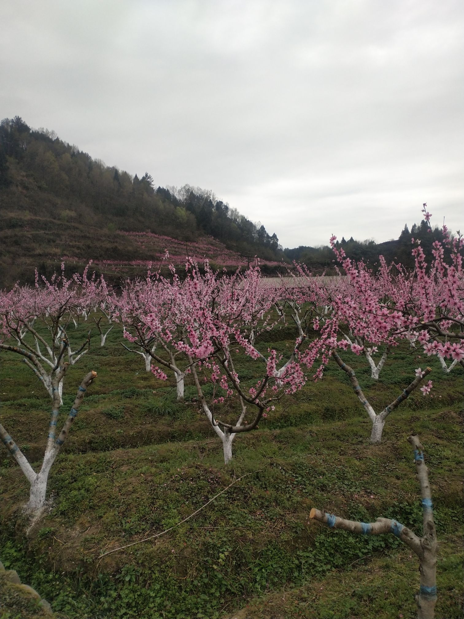 桃花谷