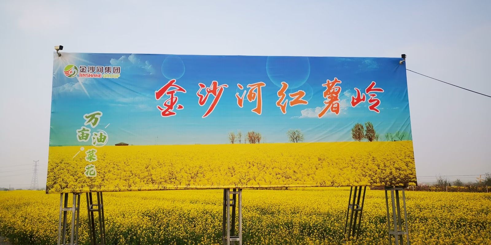 沙河红薯岭油菜花海
