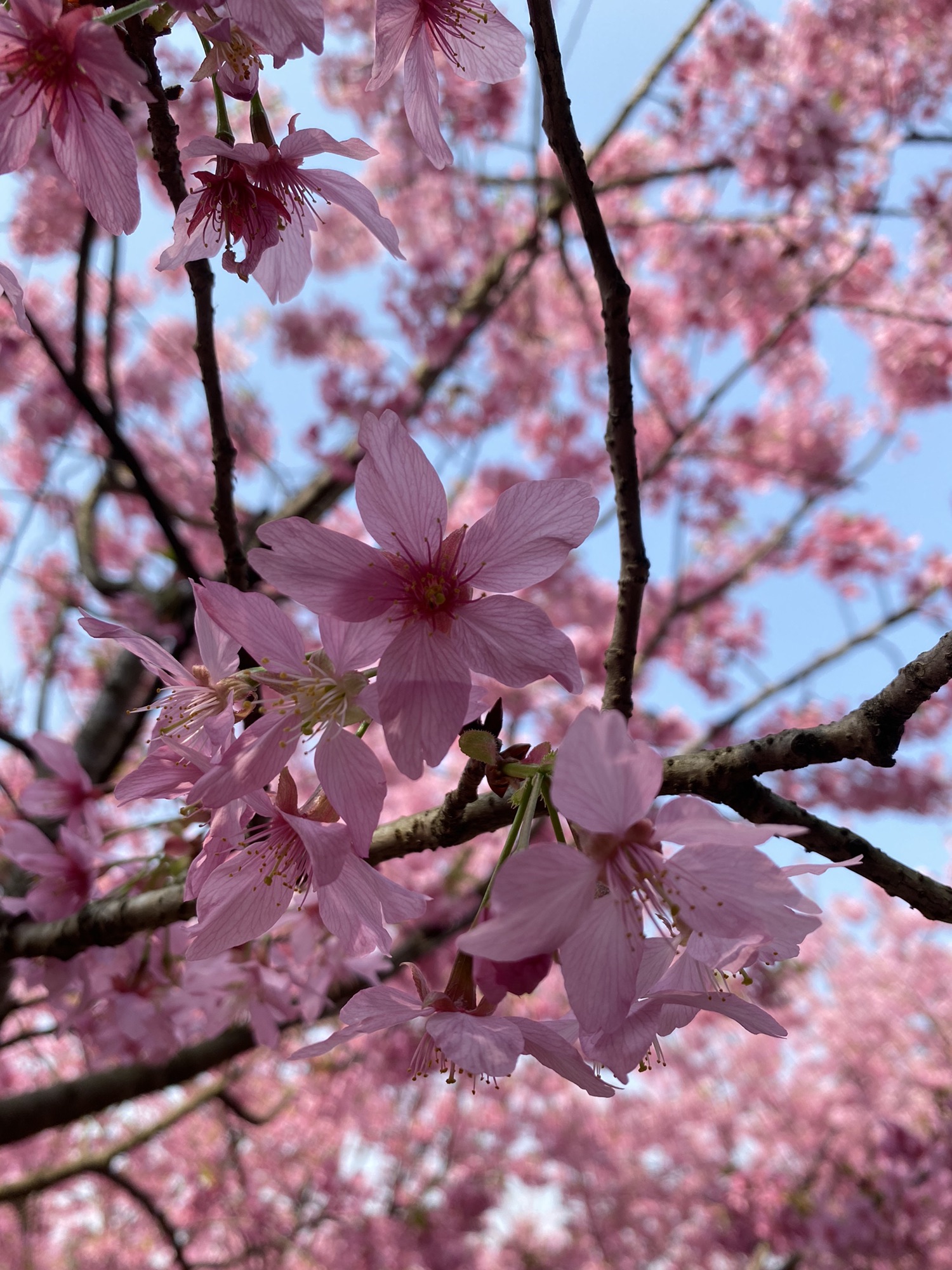 澜岭江花