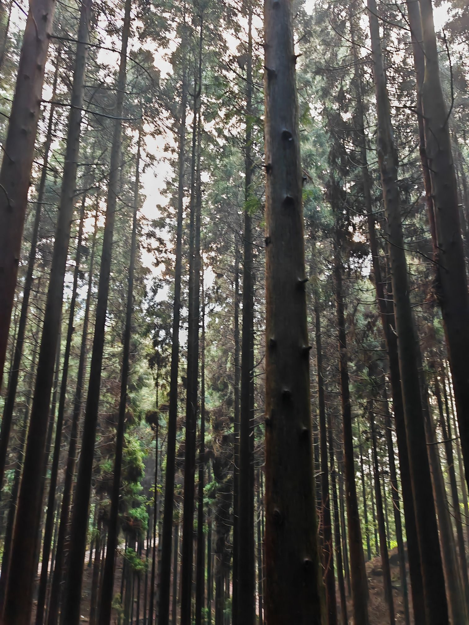 大坡森林公园旅行图片