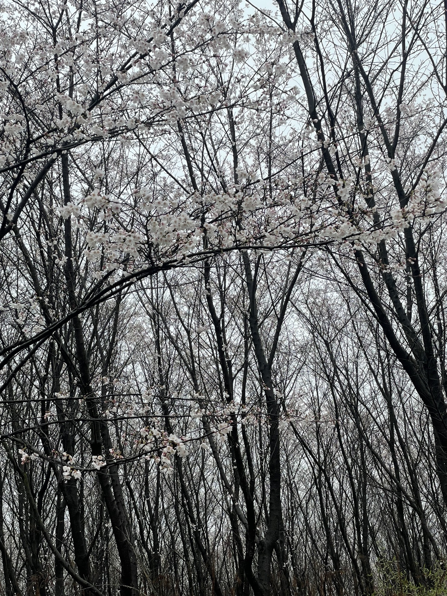 新和千亩樱花旅行图片