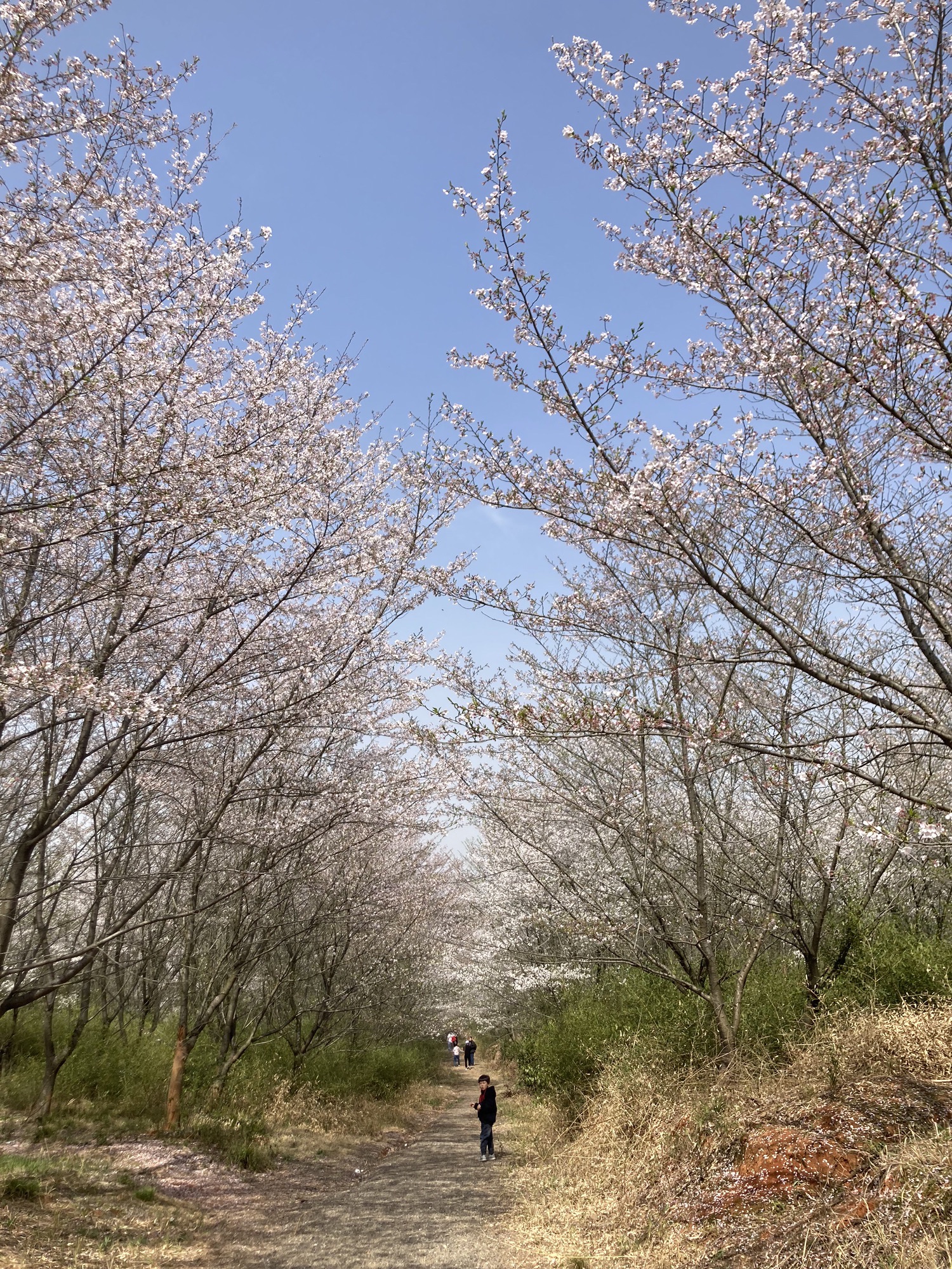 新和千亩樱花旅行图片