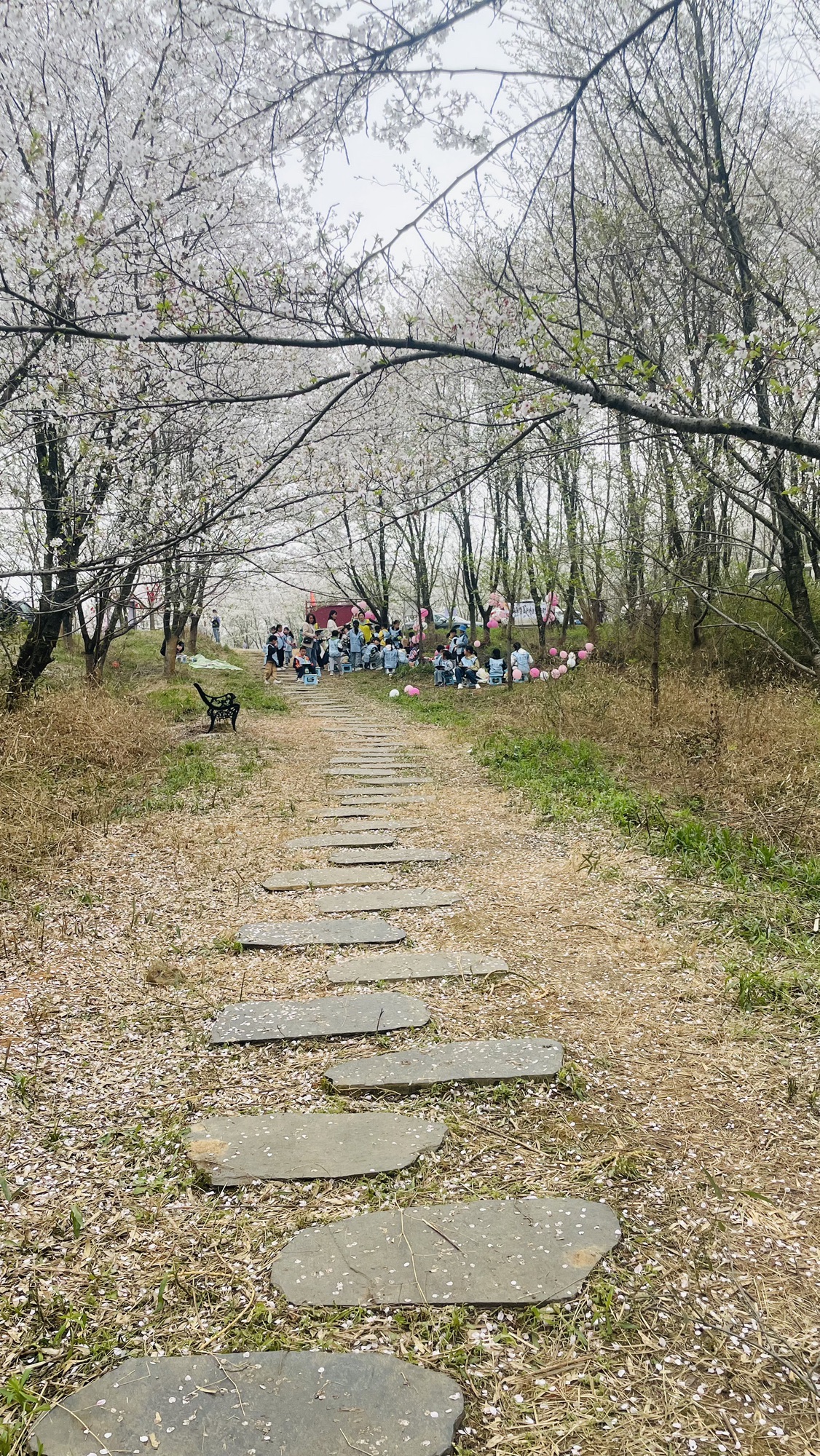 新和千亩樱花旅行图片