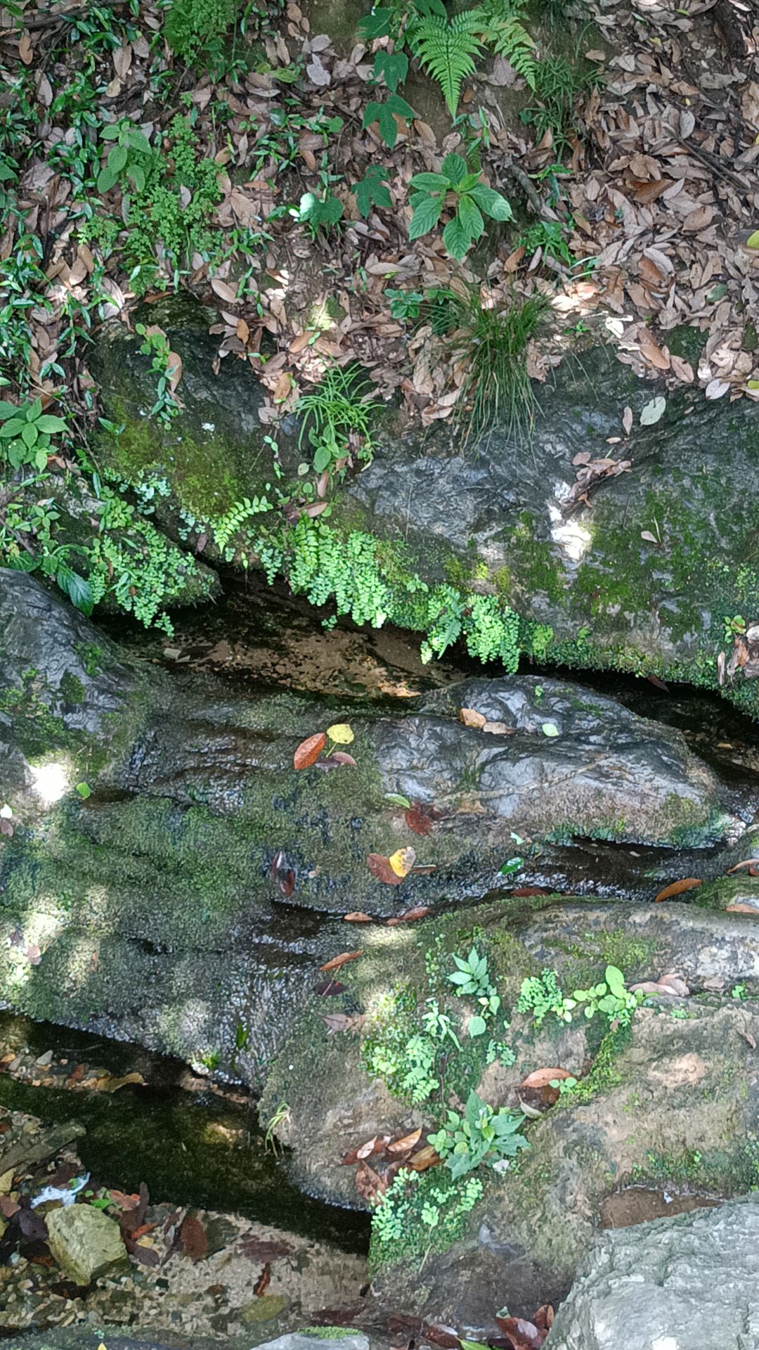 枫林咽泉