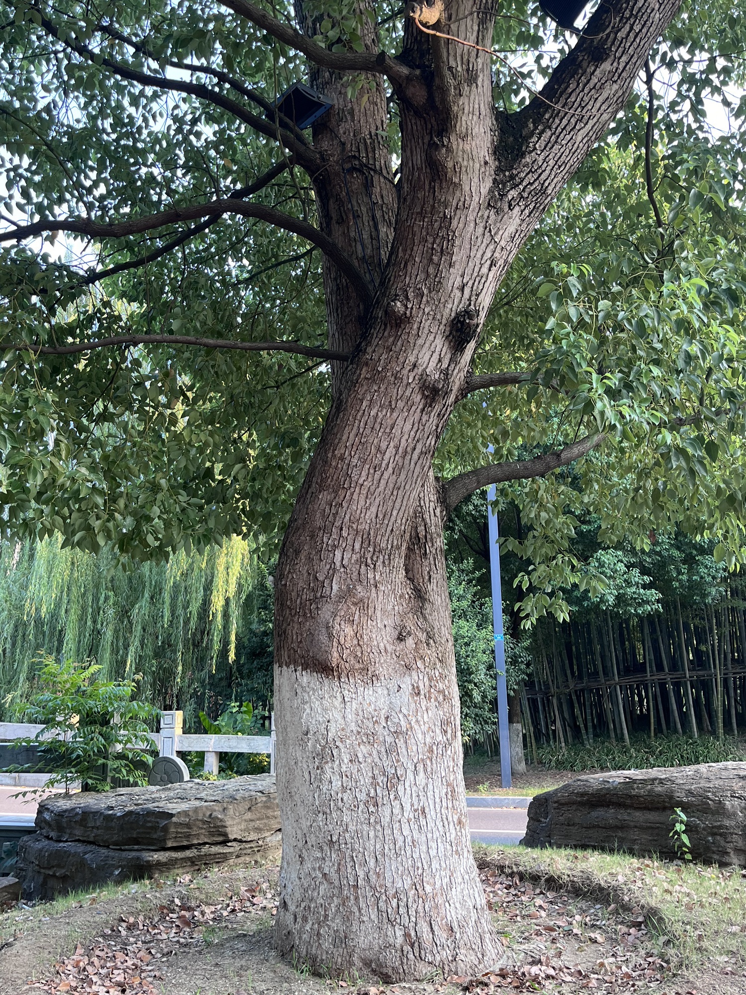 保丰沟竹海景区