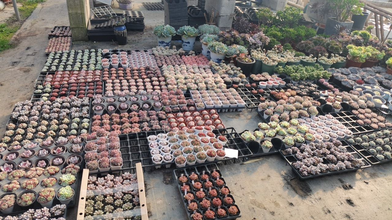 安妈多肉植物园