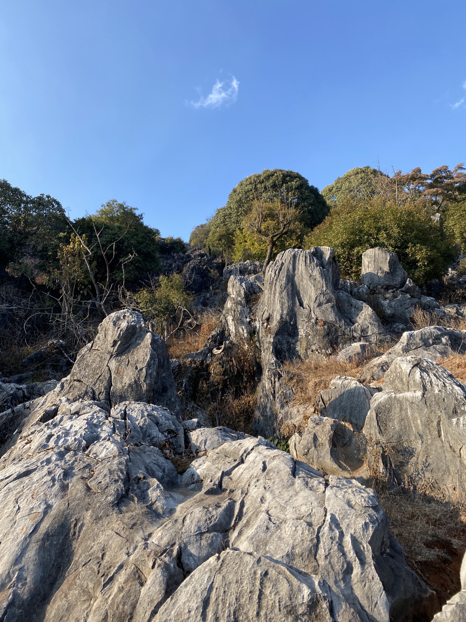 攀枝花大黑山森林公园小石林垭口旅行图片