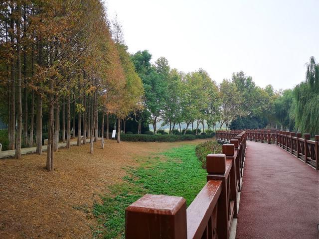 金银湖国家城市湿地公园-鸟岛