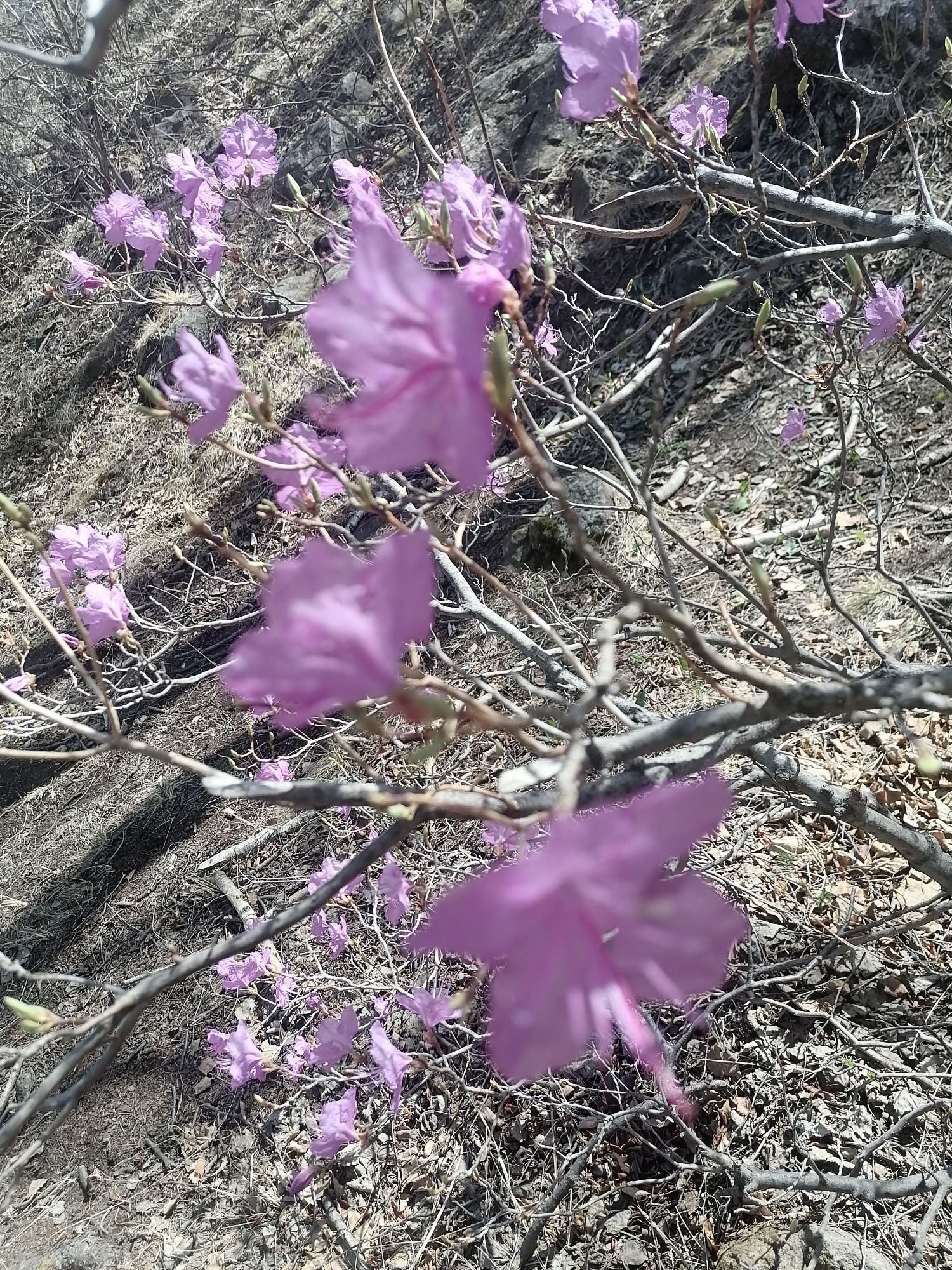 赤峰市翁牛特旗亿合公镇杜鹃花风景区