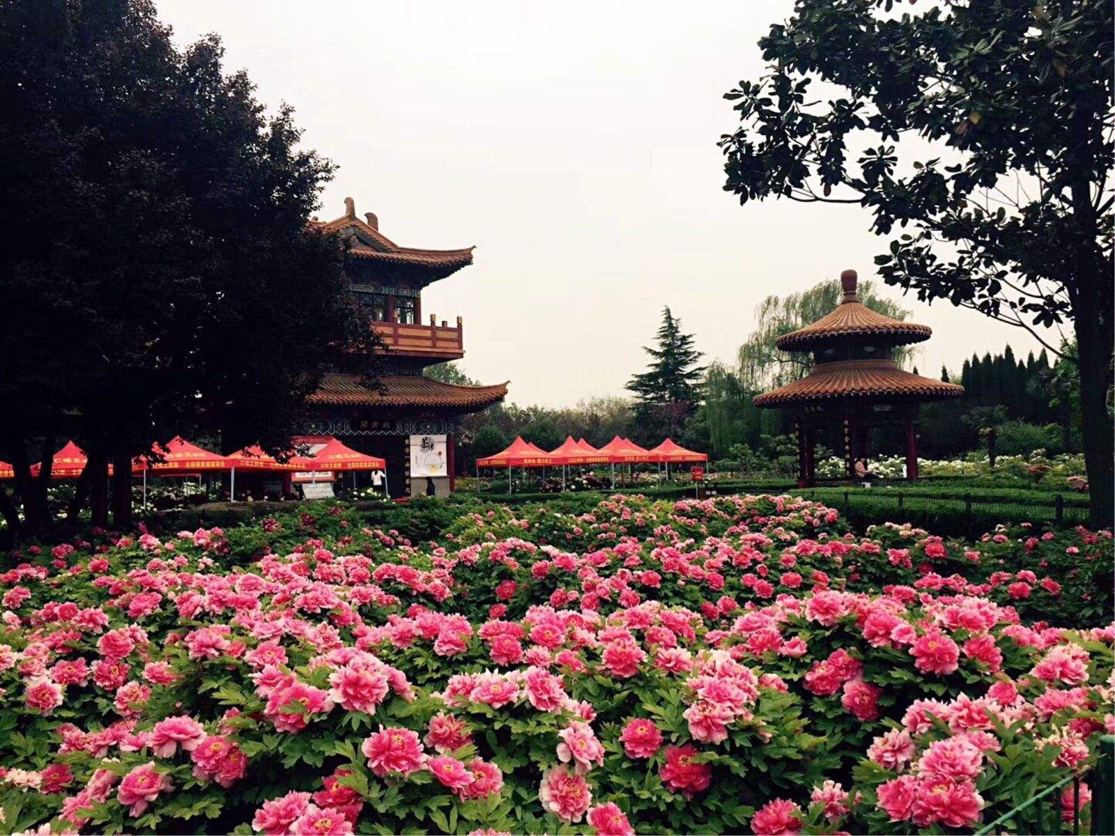 国花路游园旅行图片