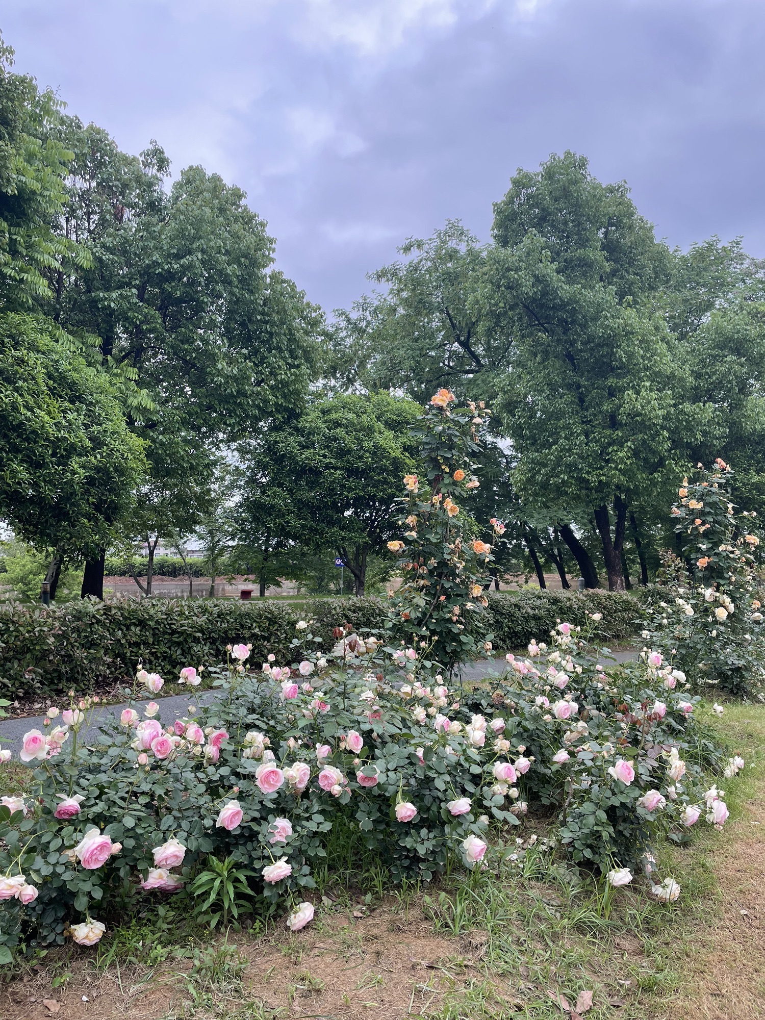 金沙溪湿地公园旅行图片