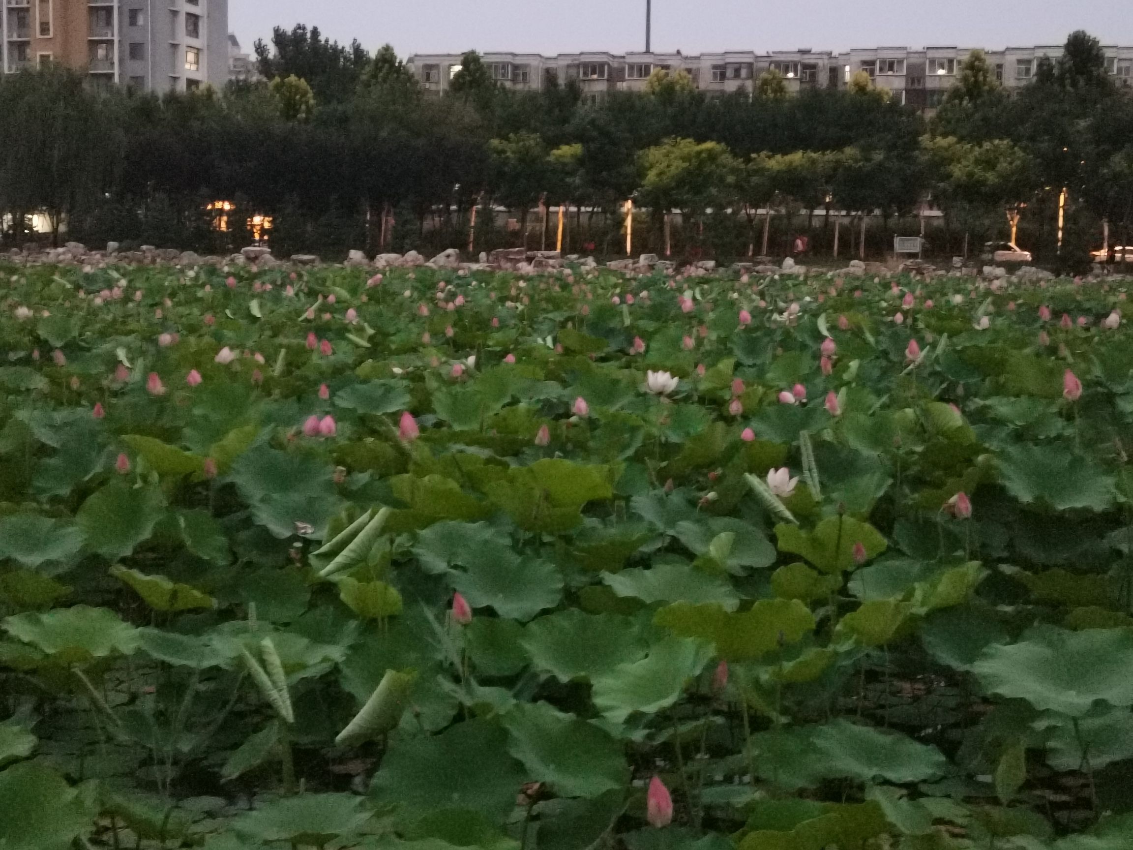 襄都湖公园