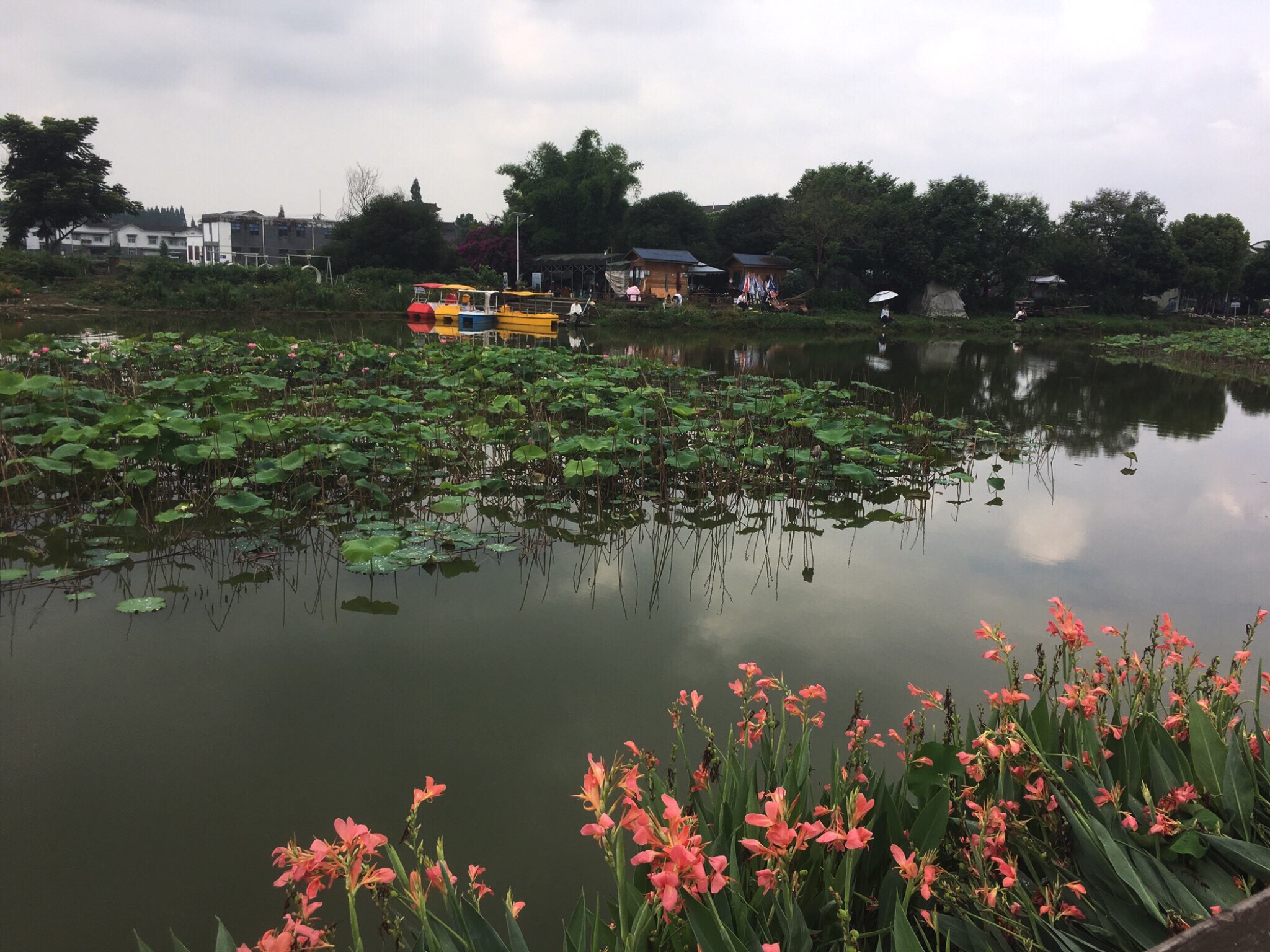 桤泉荷花公园