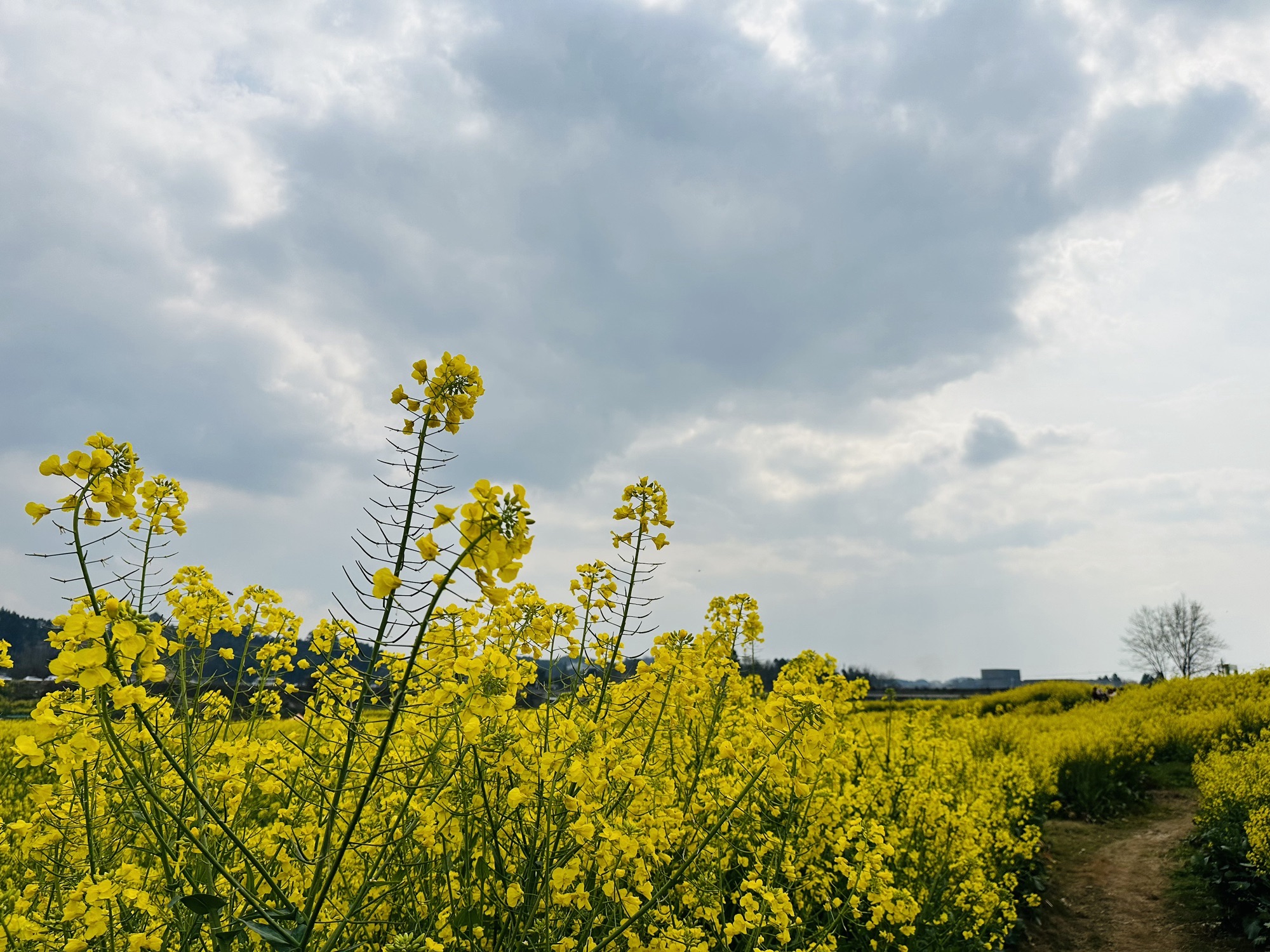 两河村油菜花