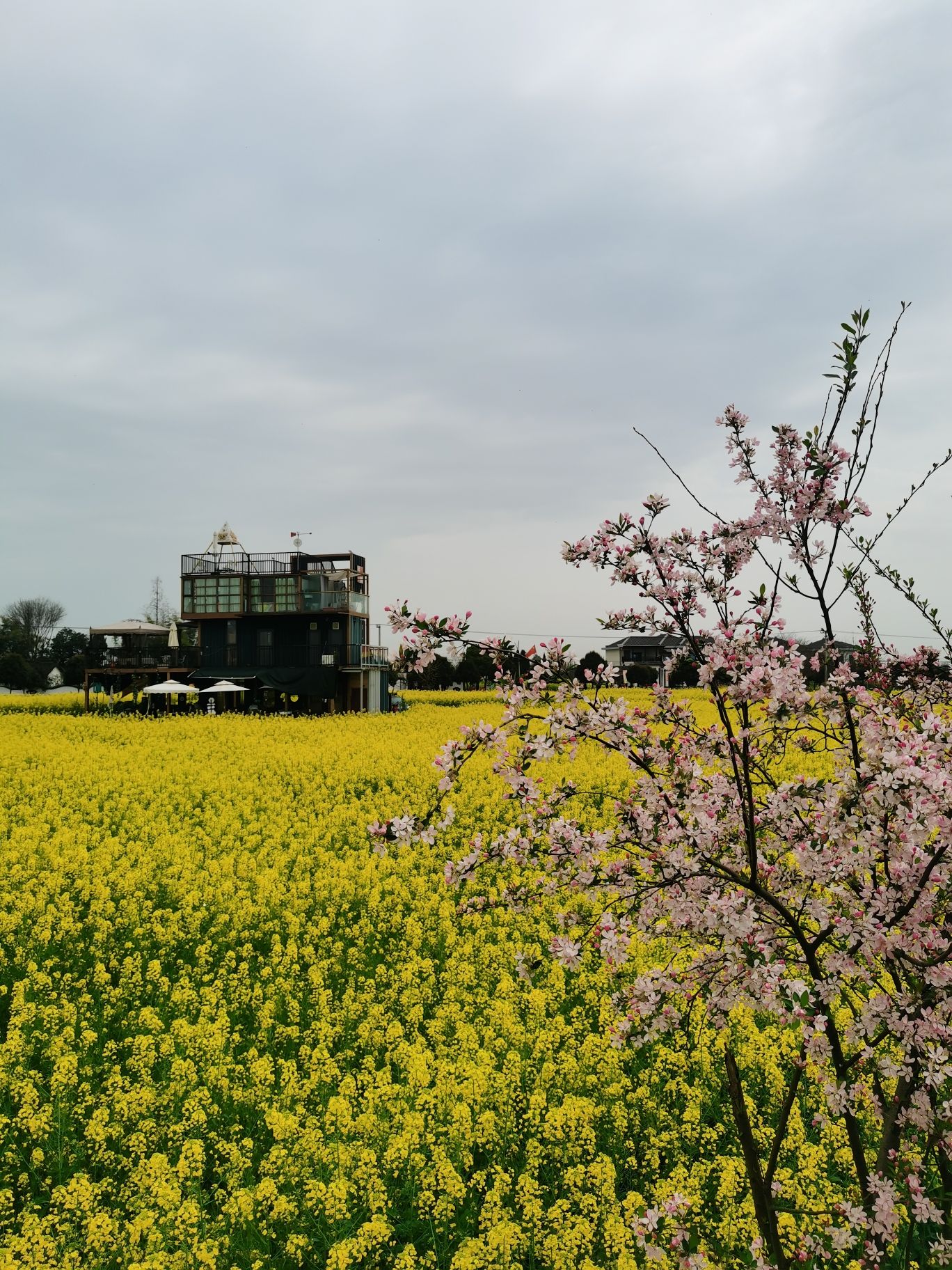 西高镇菜花公园