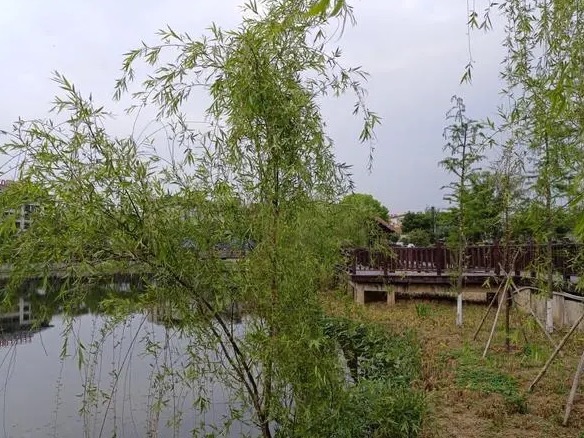 孟家湾湿地公园