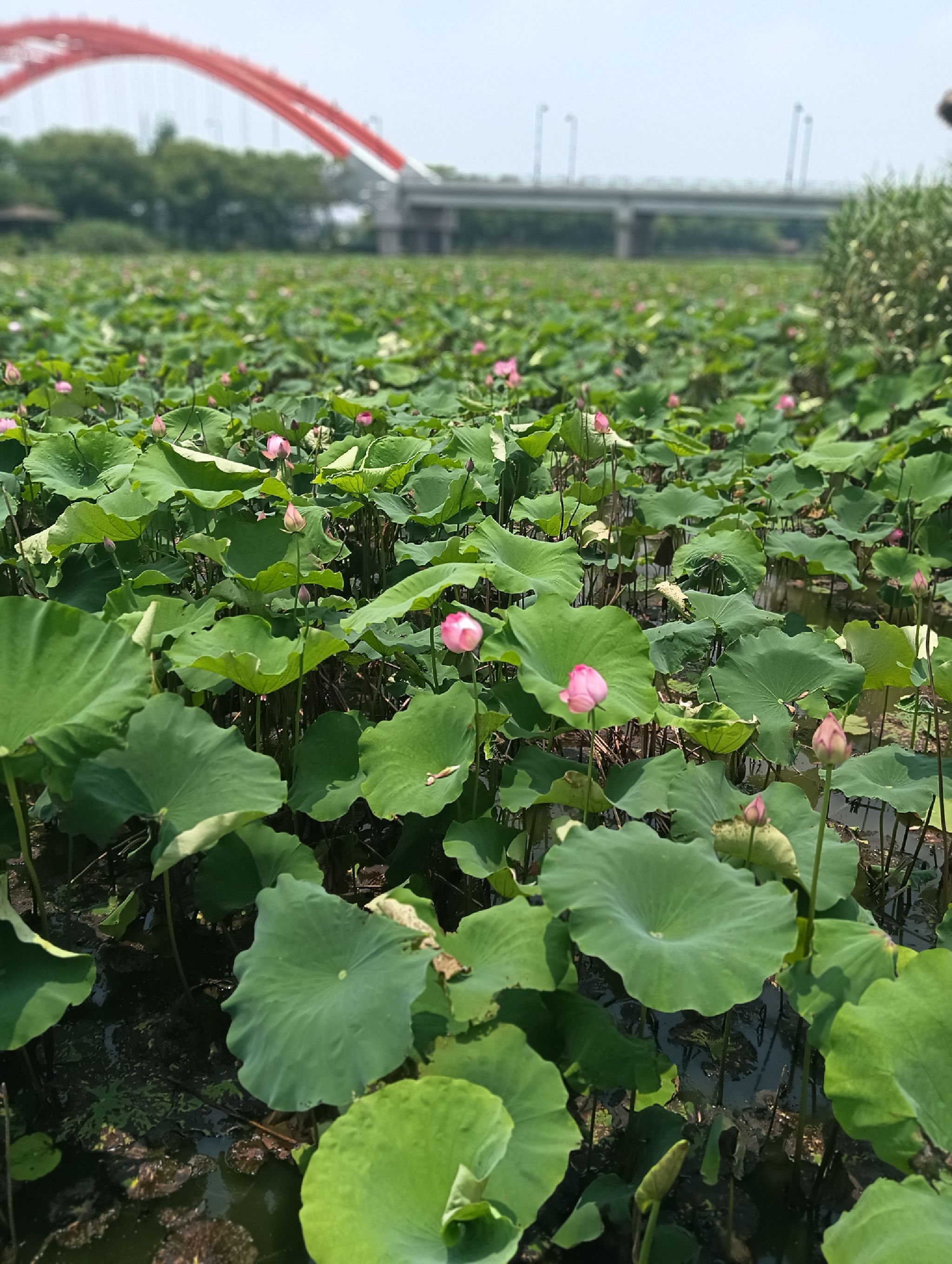 运河街道千亩荷塘东园旅行图片