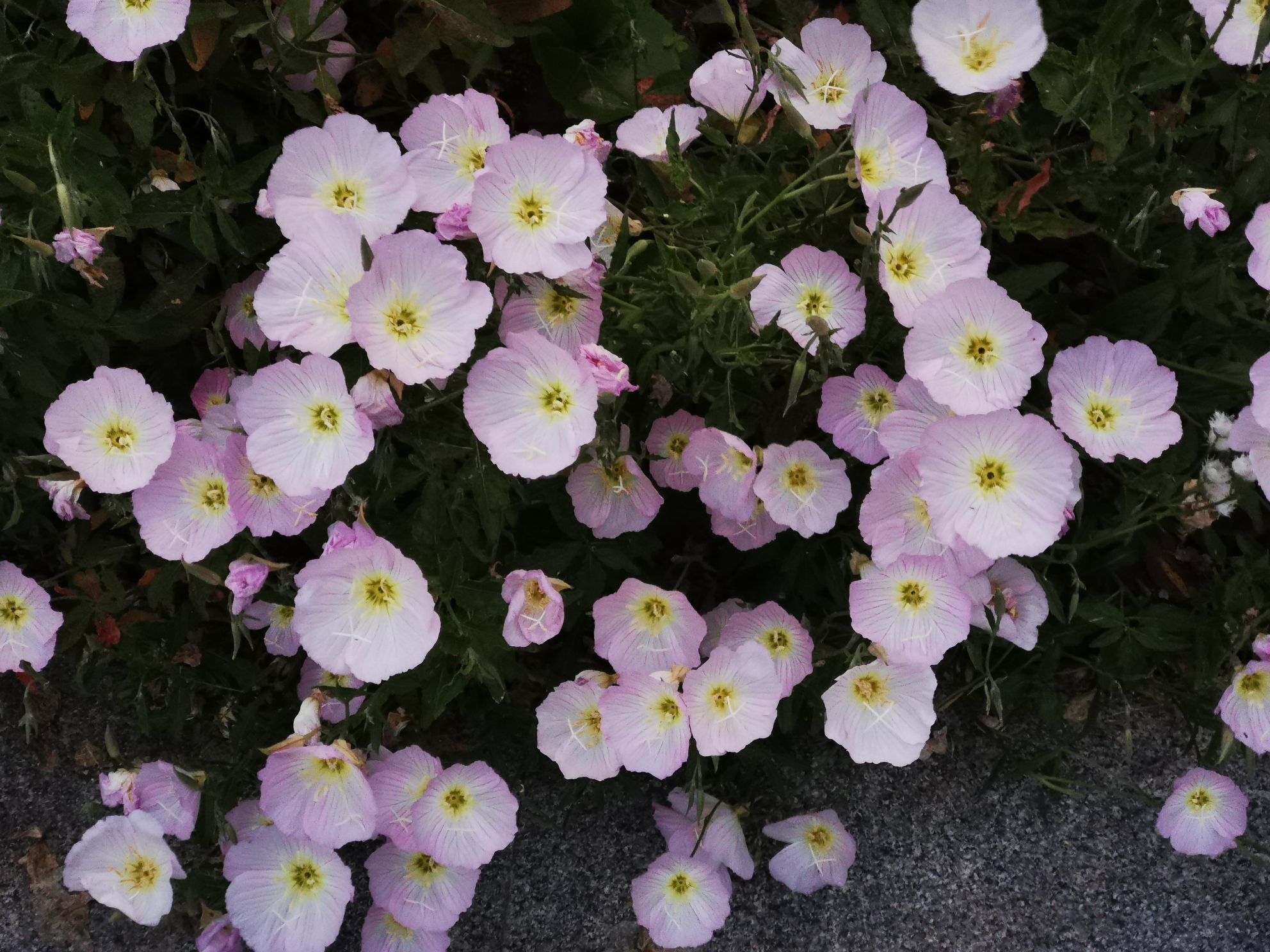 环城水系公园