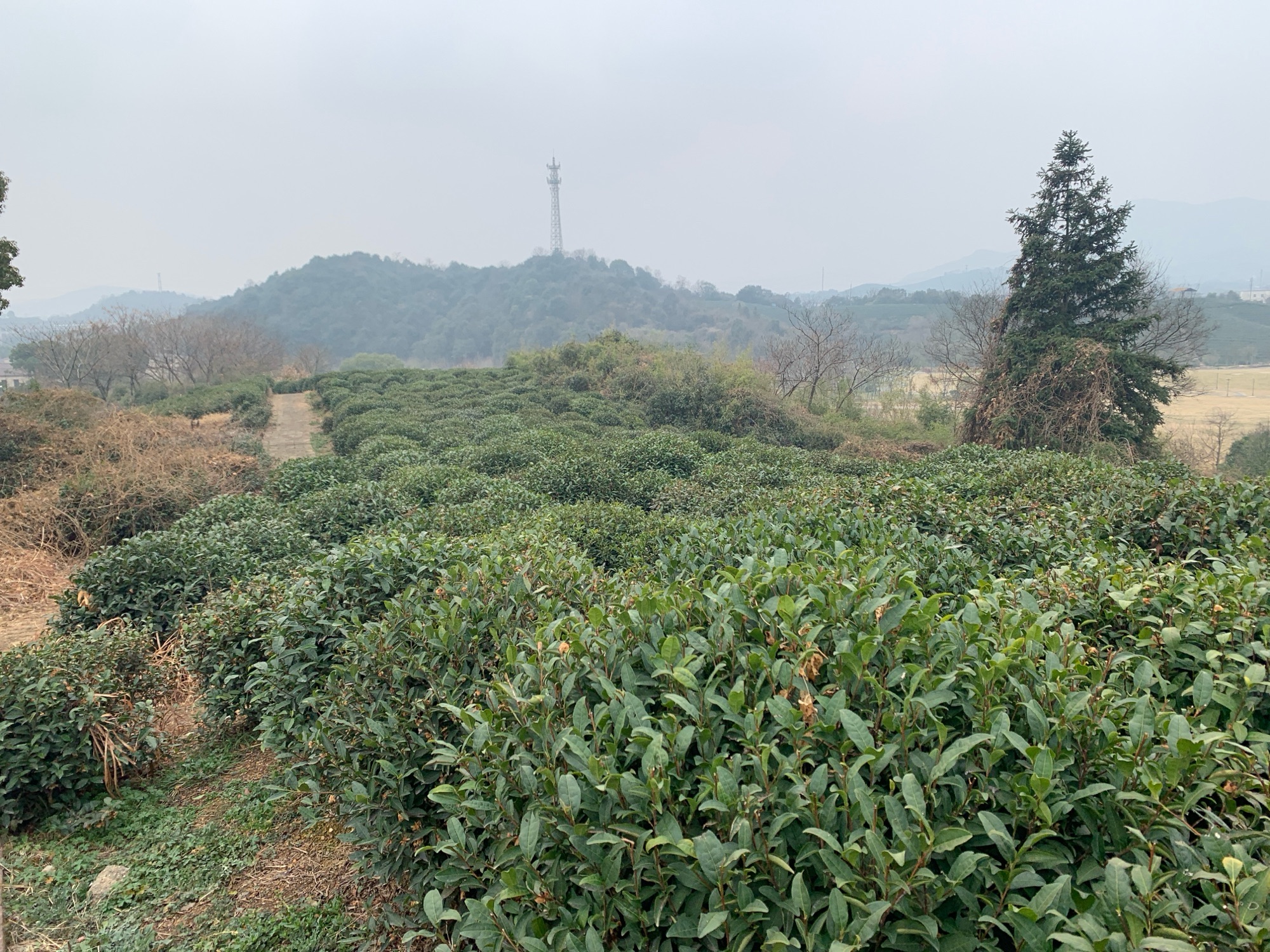 杭州龙坞茶镇
