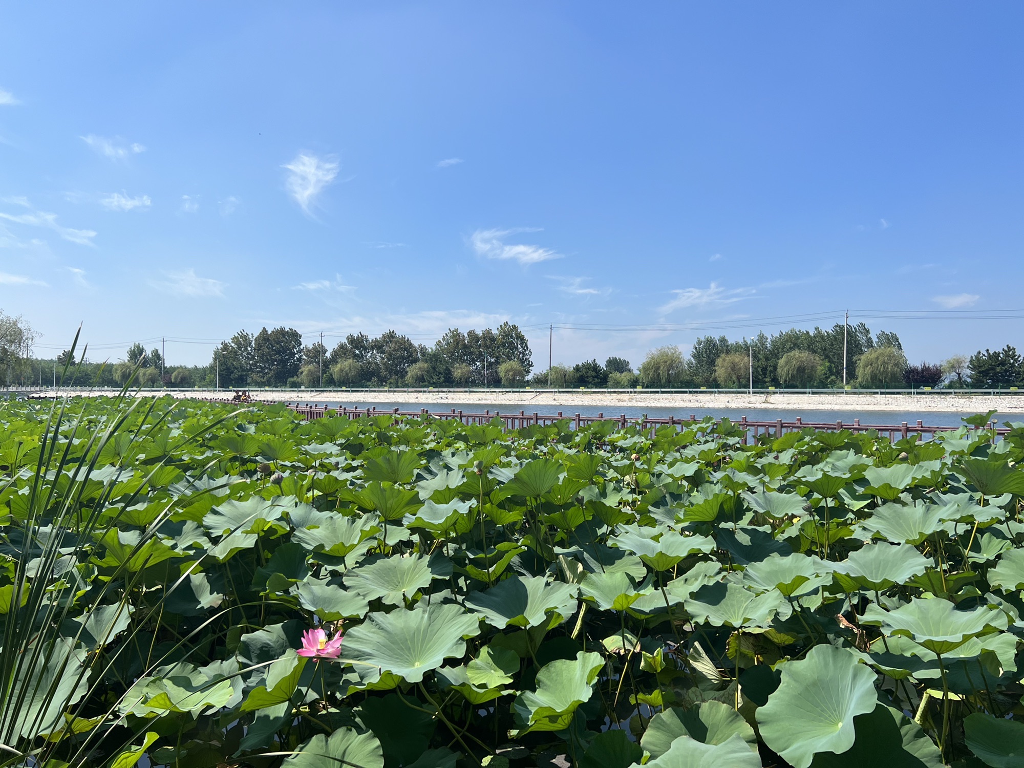 金岭公园旅行图片
