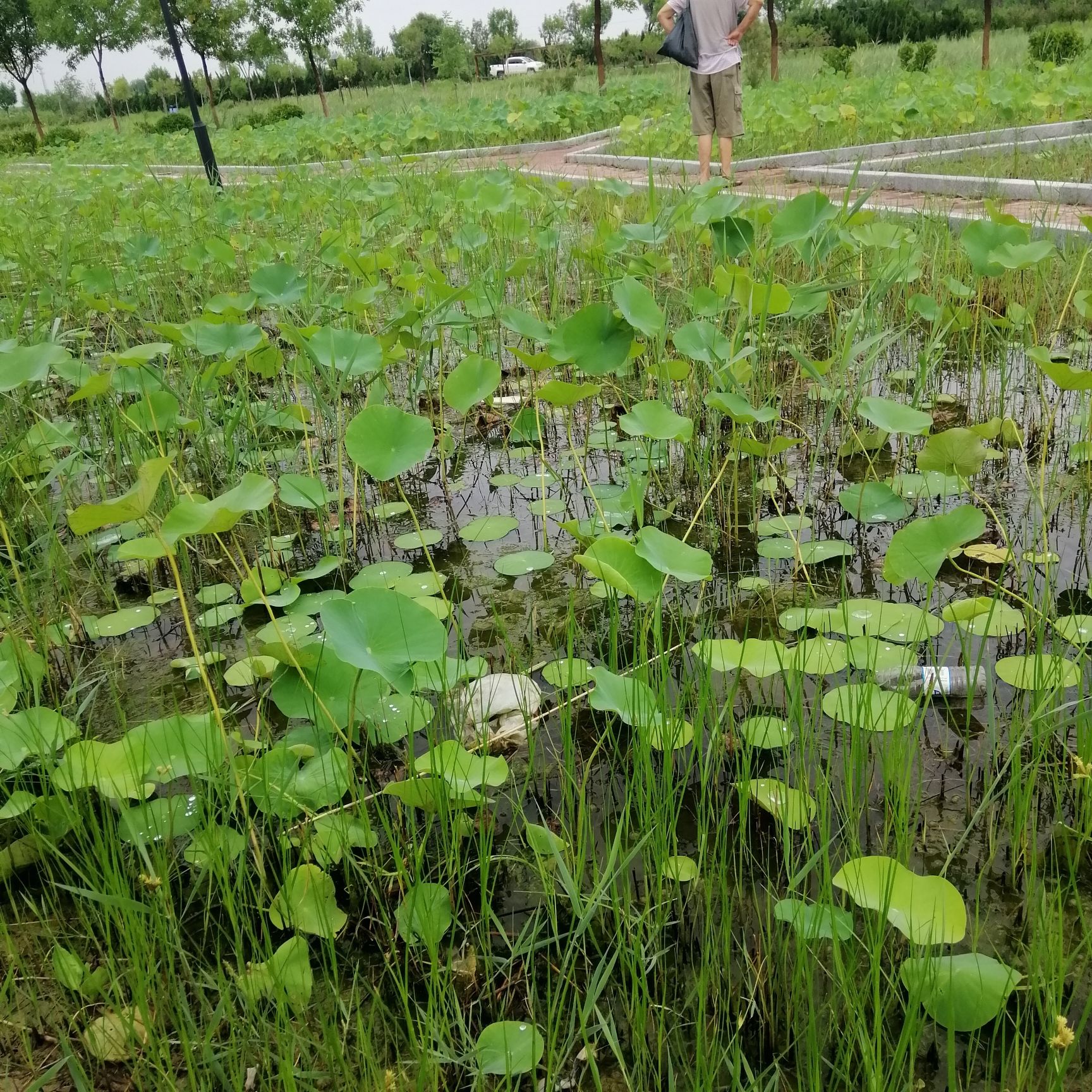 湿地公园
