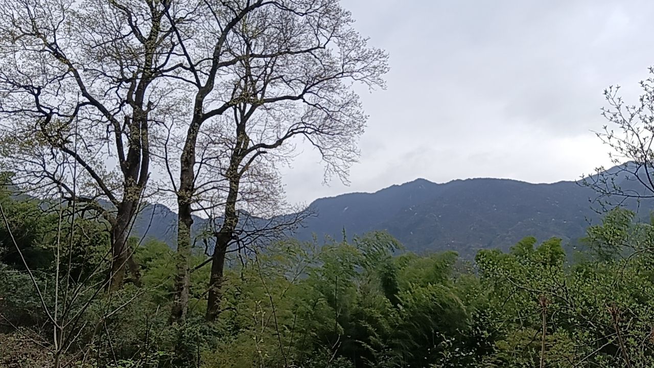 金寨县千年古树群