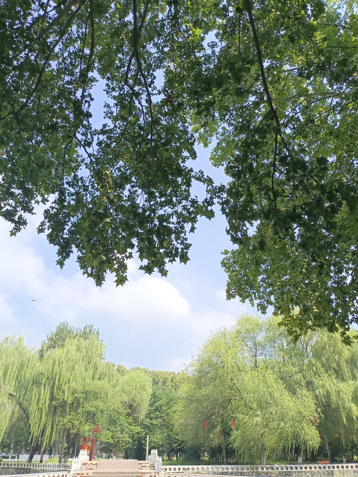 泡桐森林公园