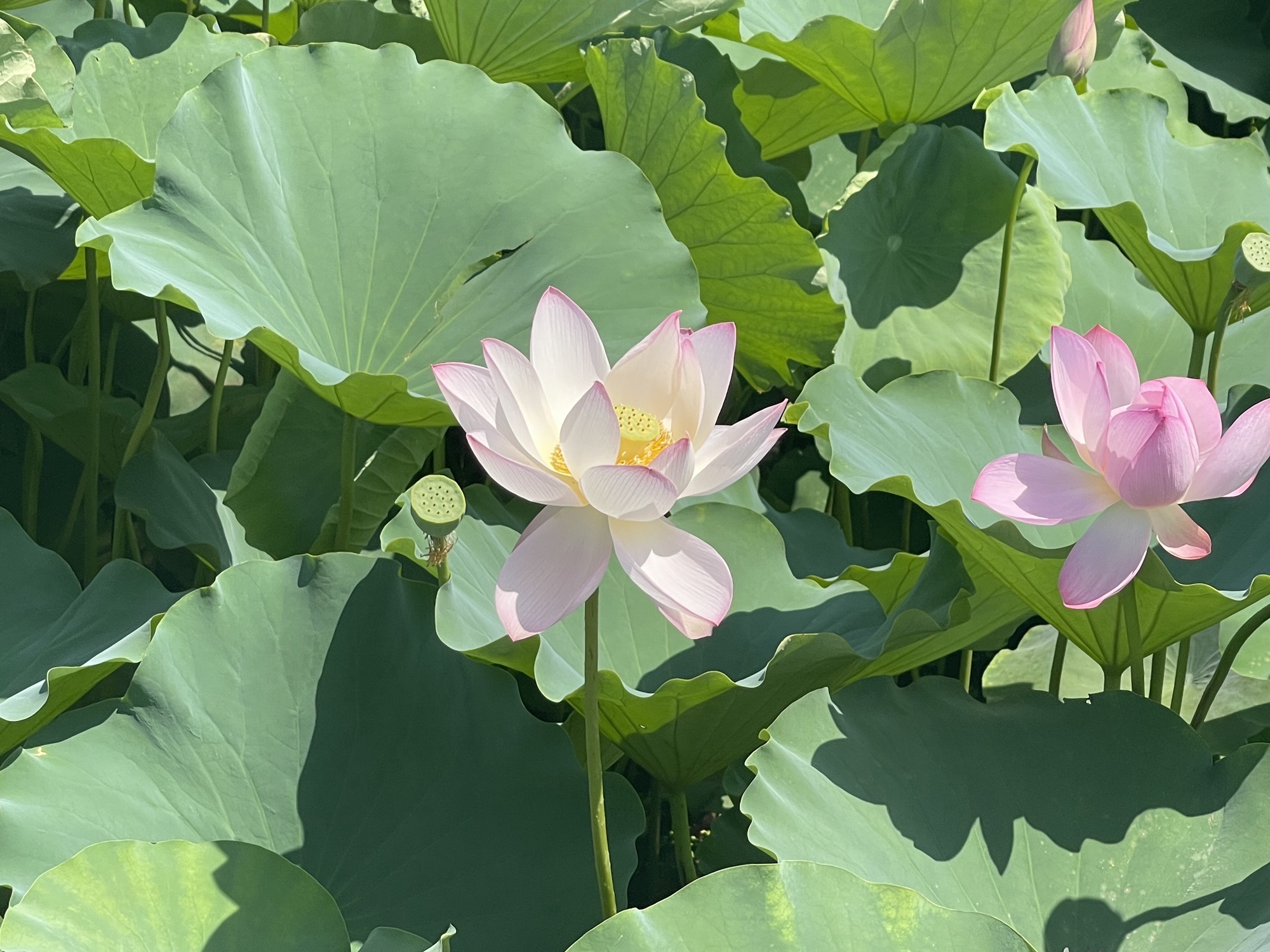 荷花公园旅行图片