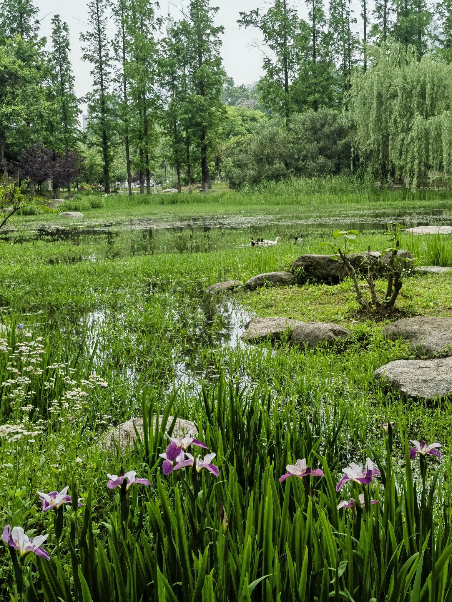 江湾湿地公园旅行图片