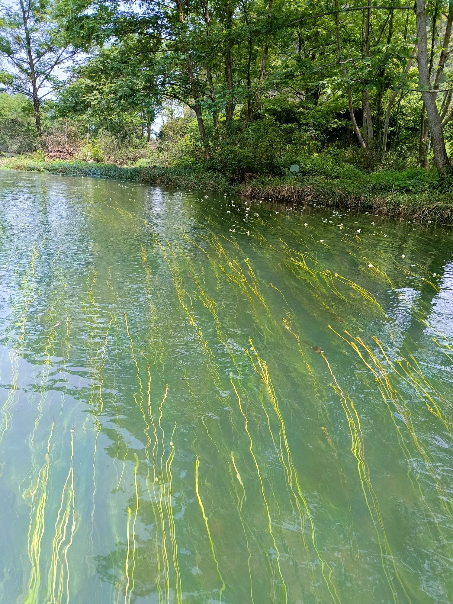 江西村海菜花湿地公园