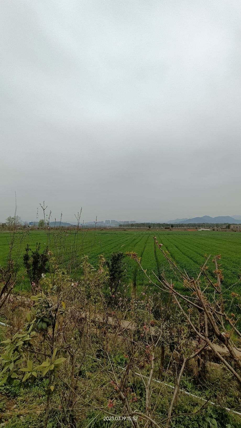 稻田公园旅行图片