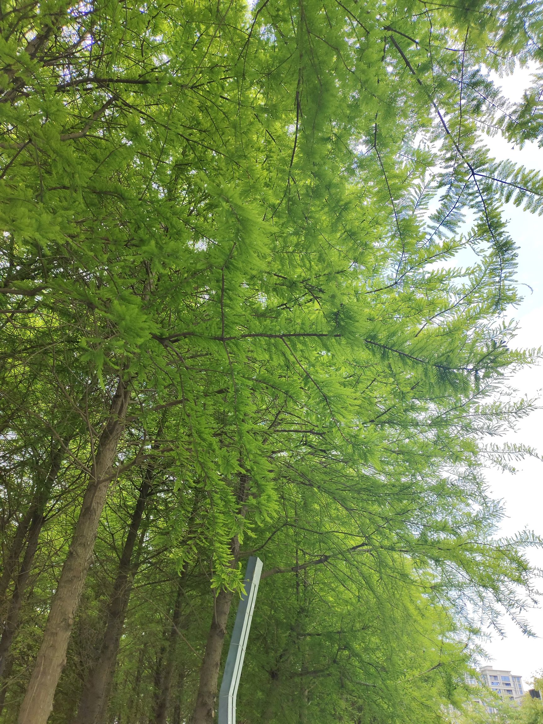 大目湾中心绿地