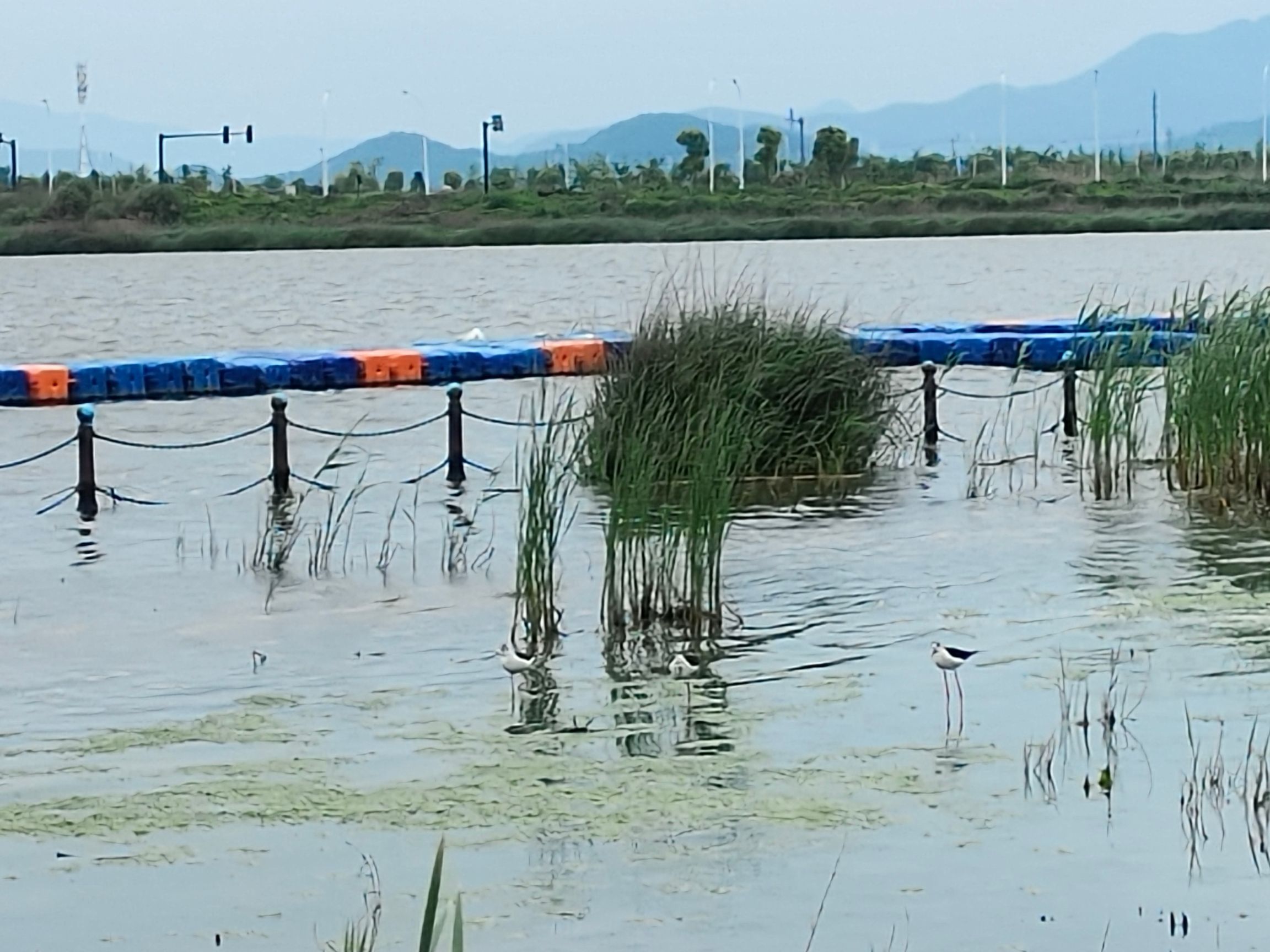 大目湾中心绿地旅行图片