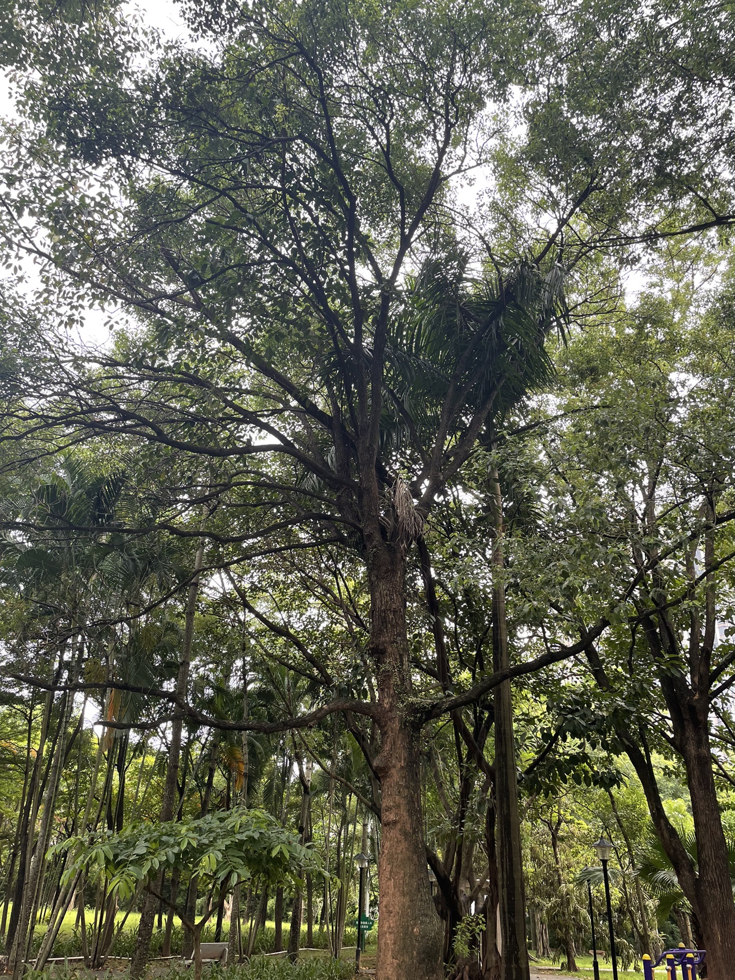 鲤麻岭公园