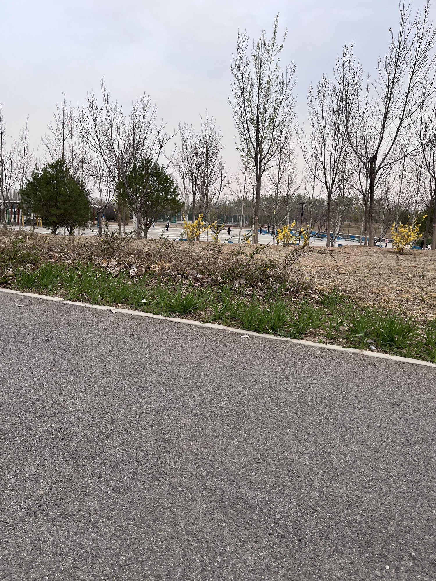 黑桥公园旅行图片