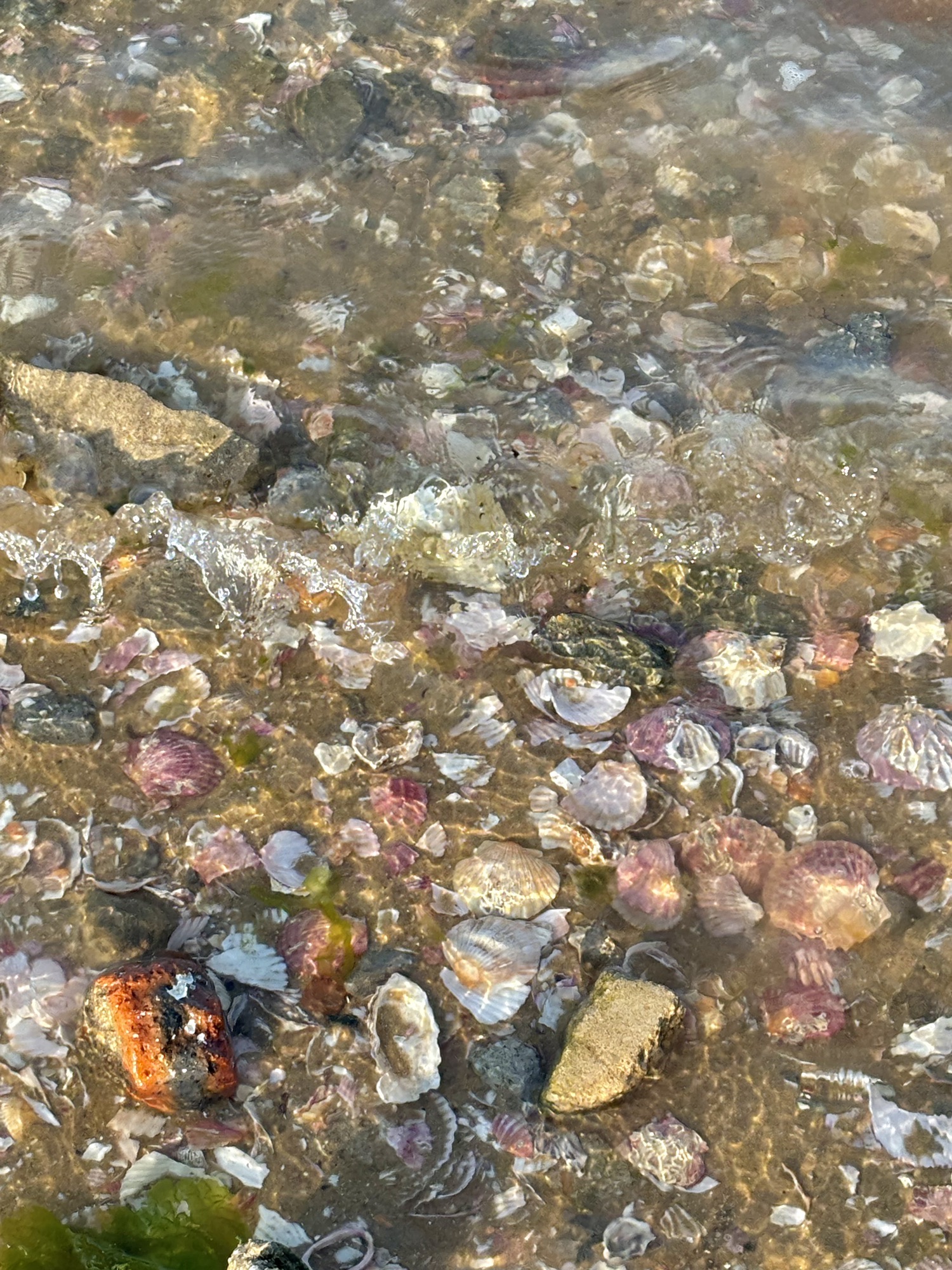 粉色沙滩