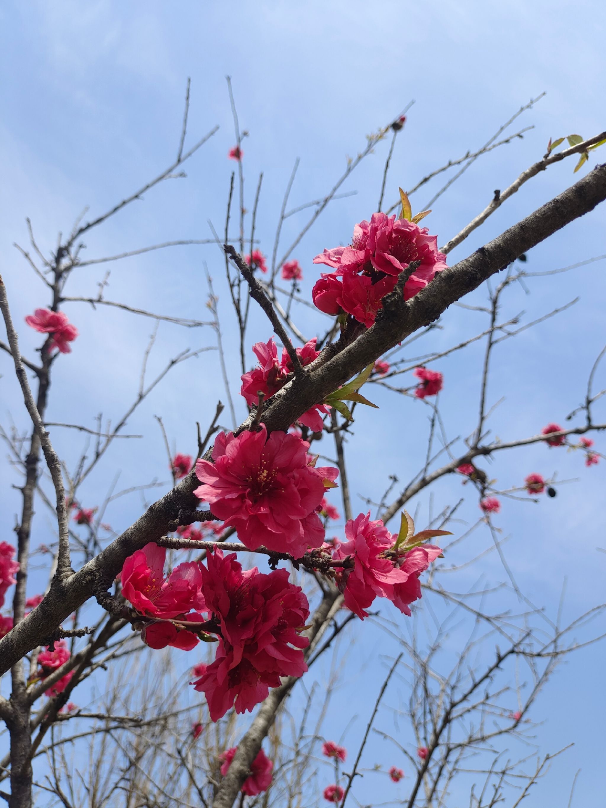花山公园