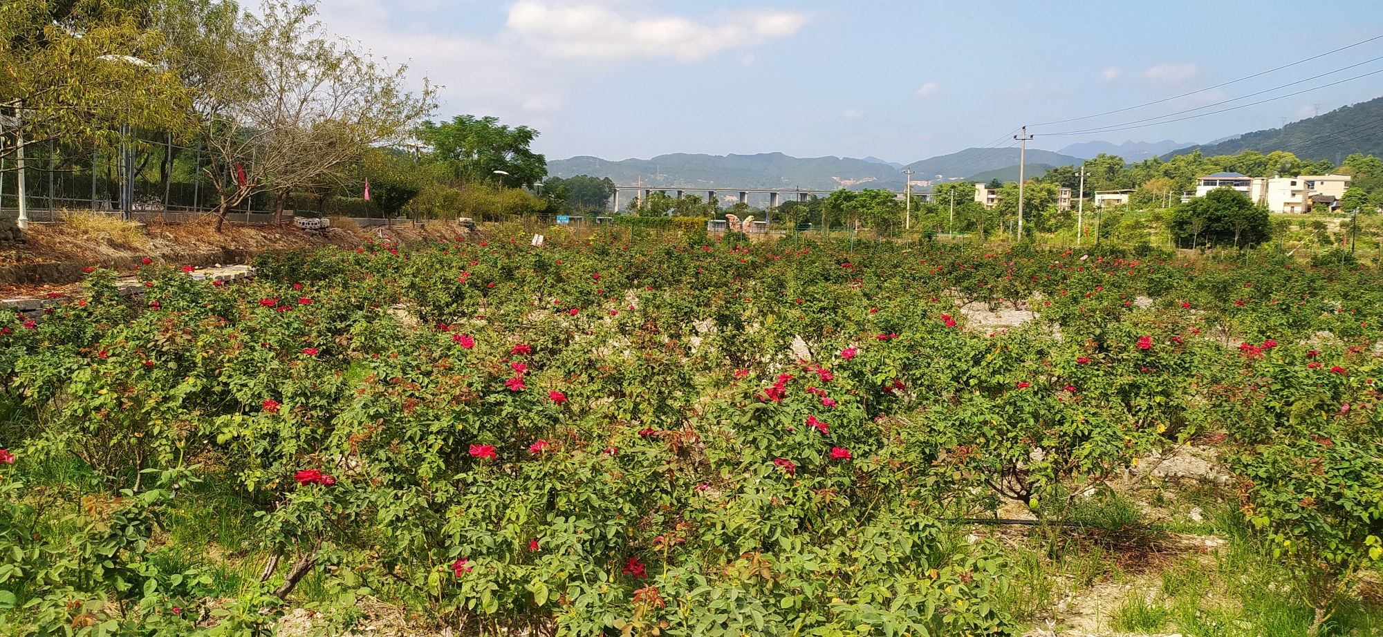 孔元花世界花海