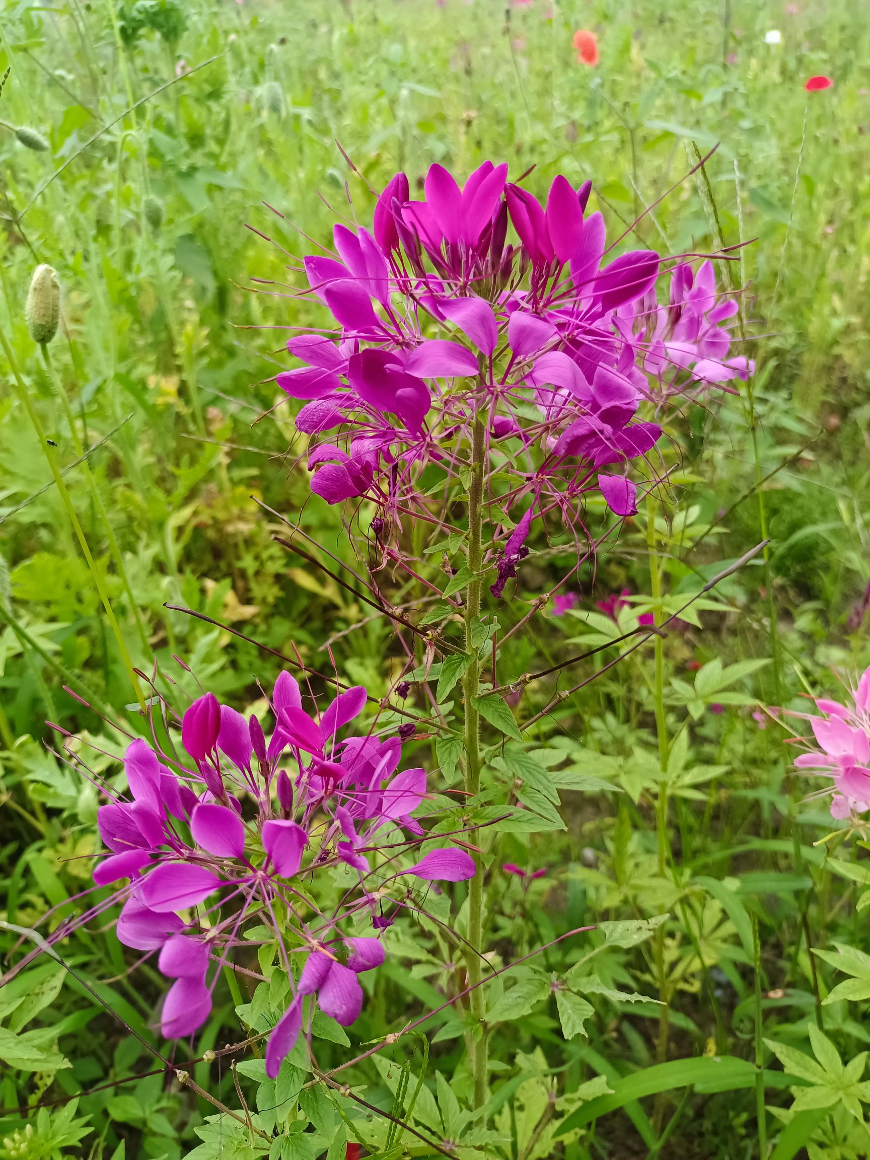 孔元花世界花海旅行图片