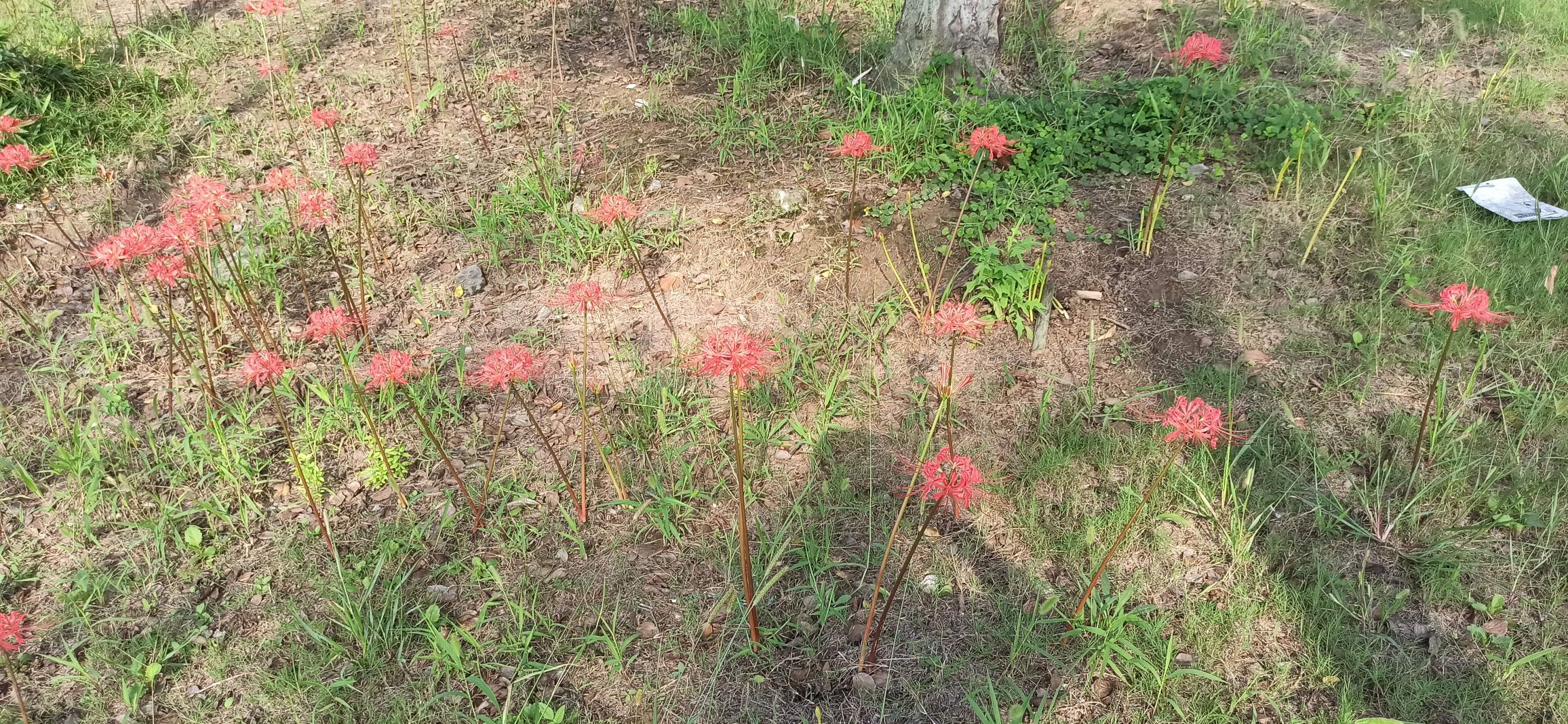 大运河生态文化园
