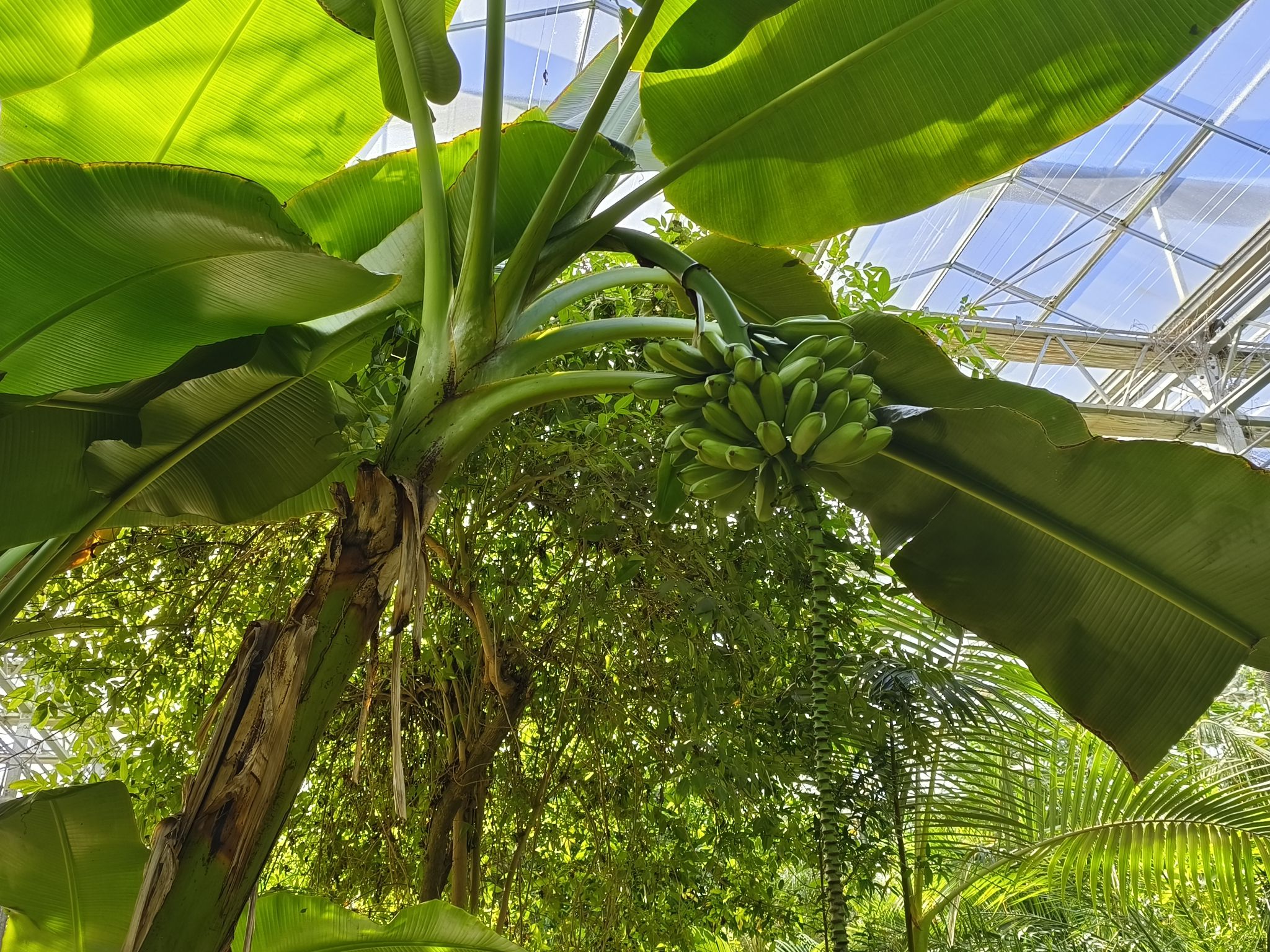 梨花小镇植物博览园