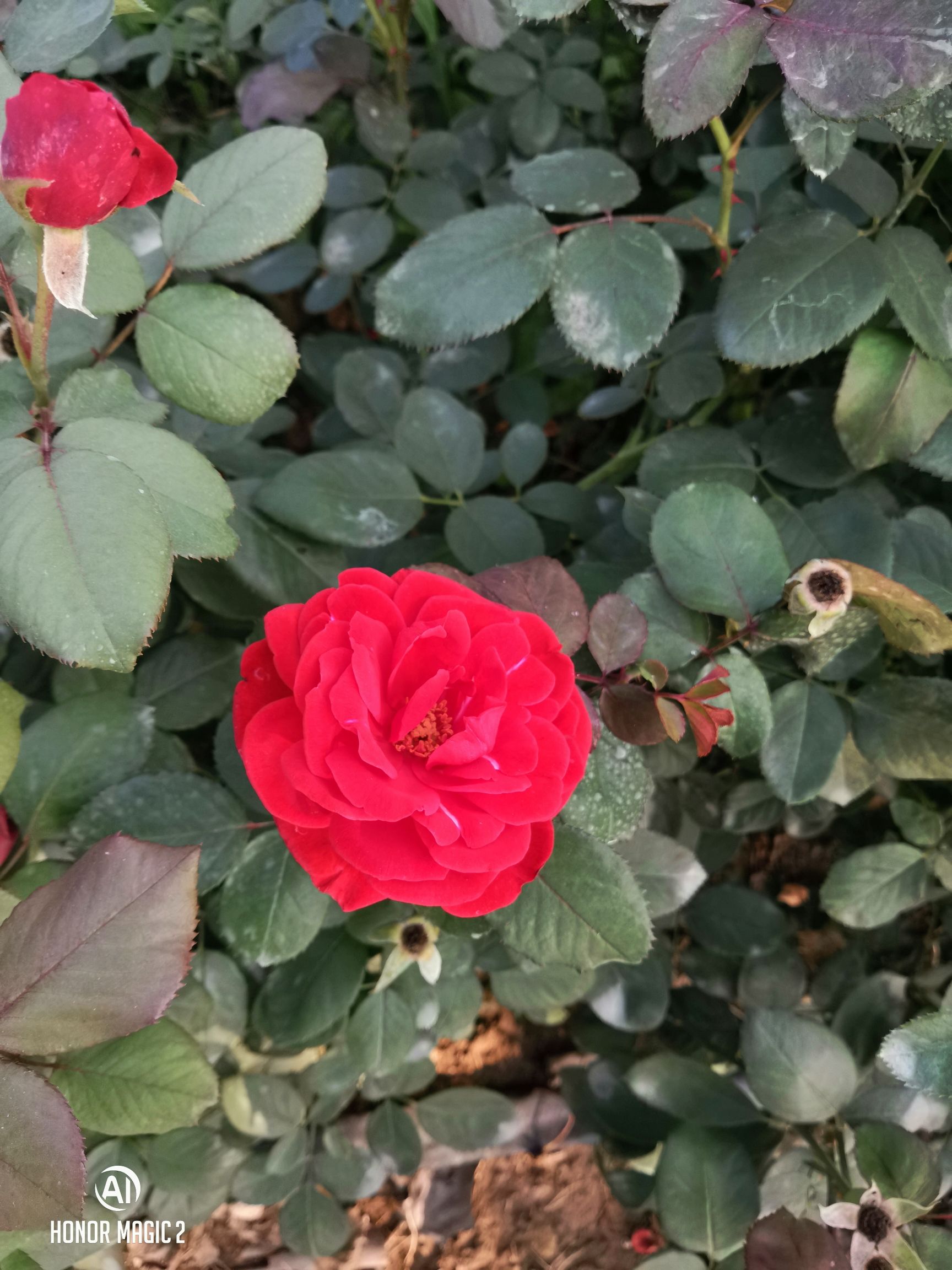 容城县花海公园