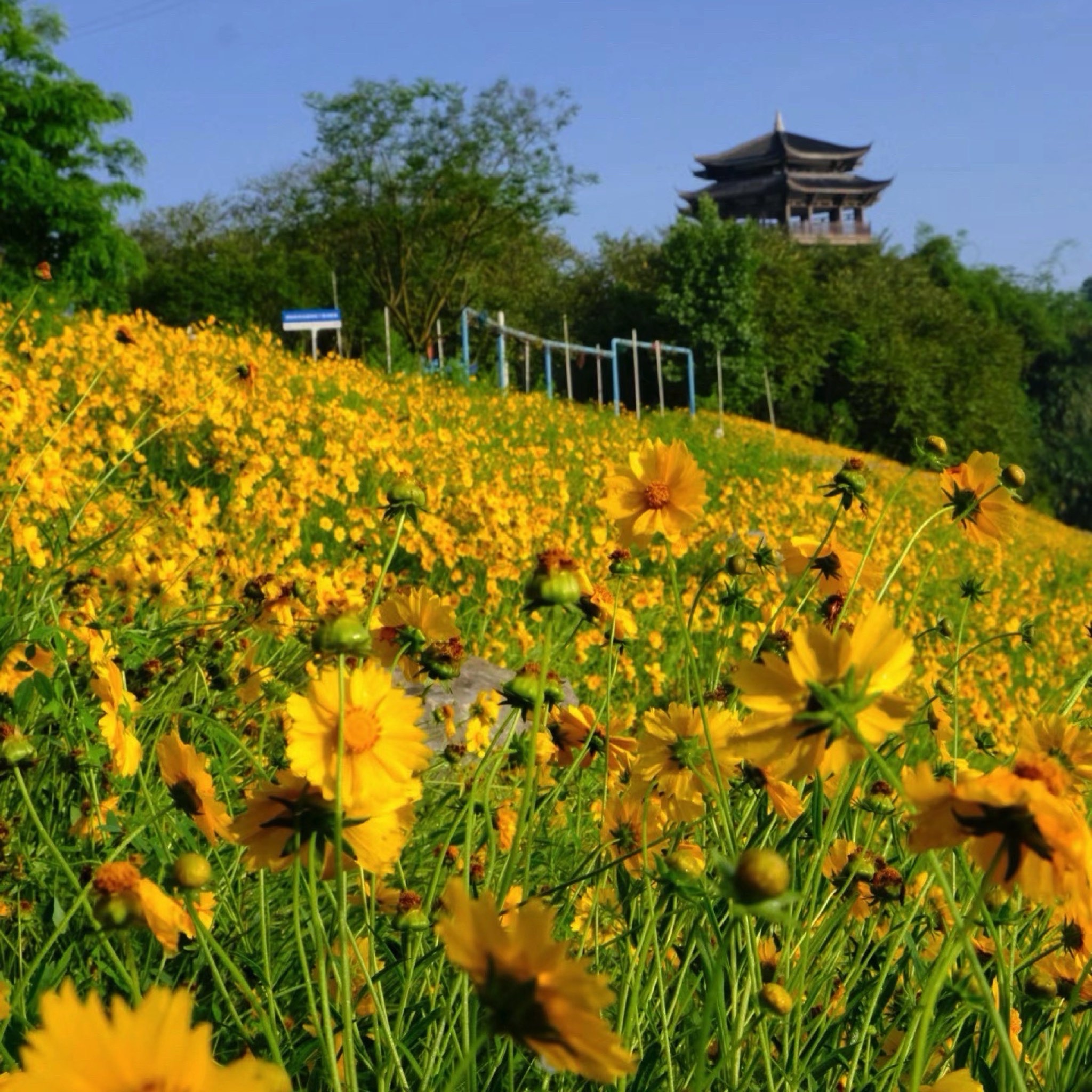 泸州长江湿地公园