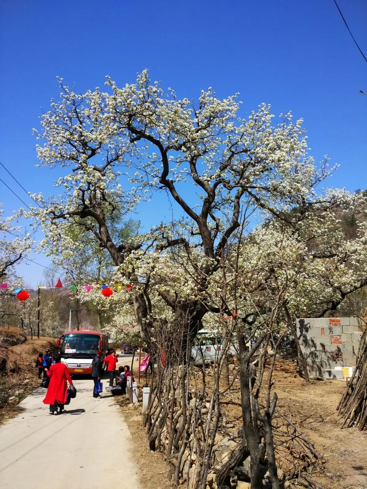 千年梨王