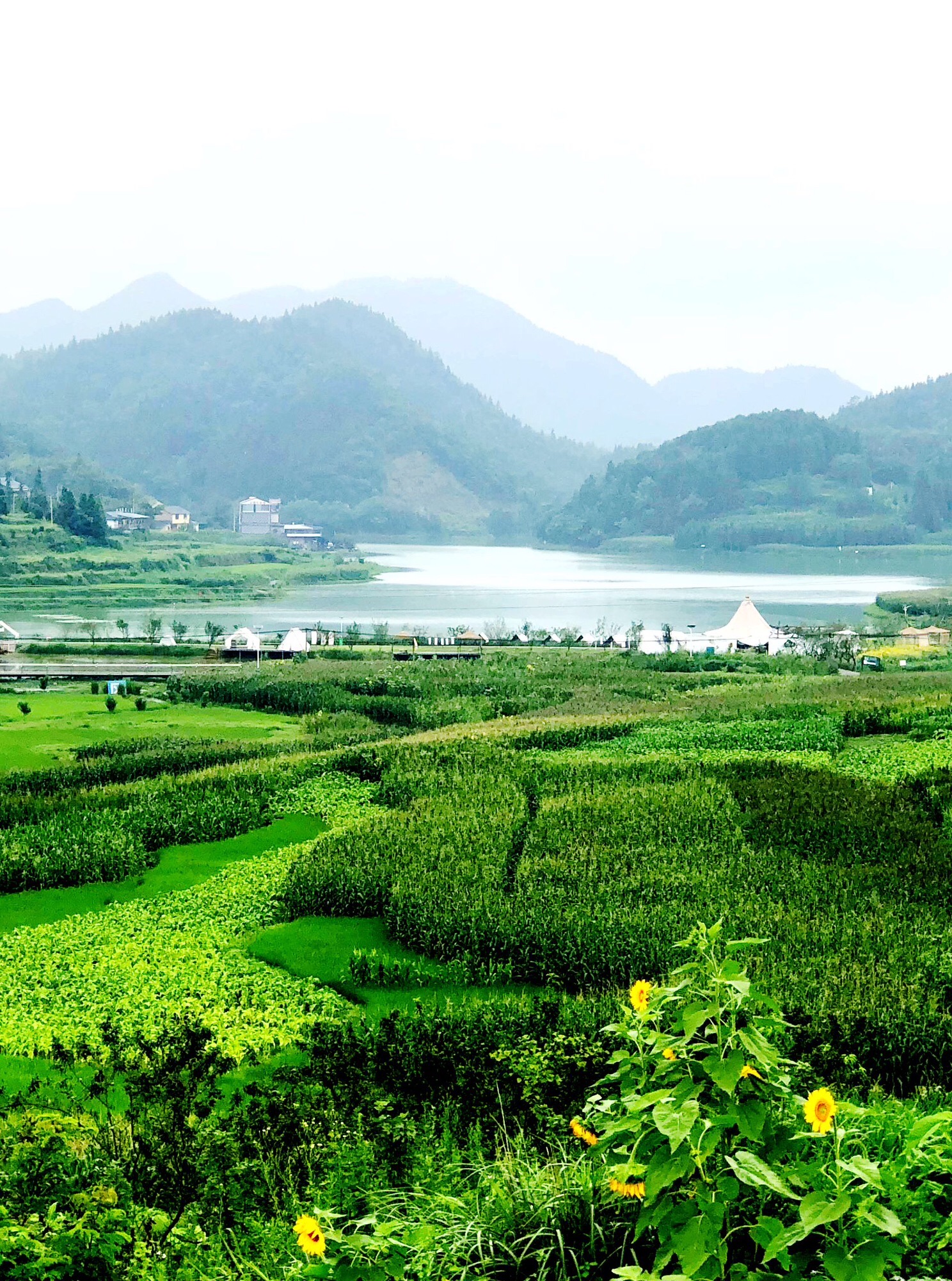 仙草湖