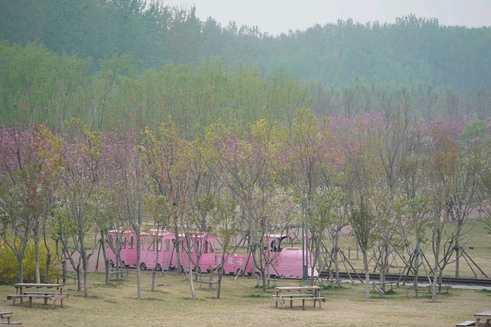 樱花公园