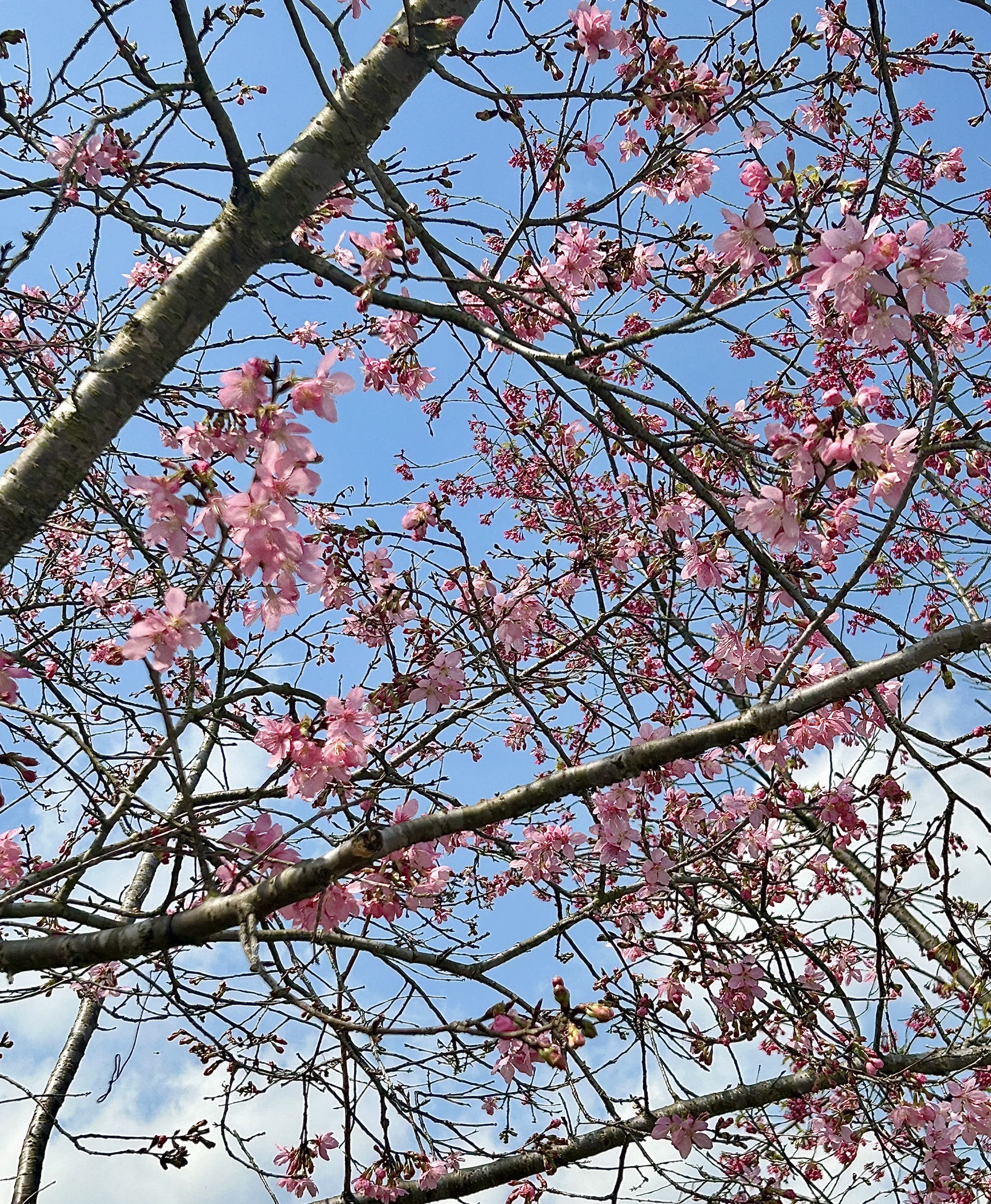 大竹樱花虹景区